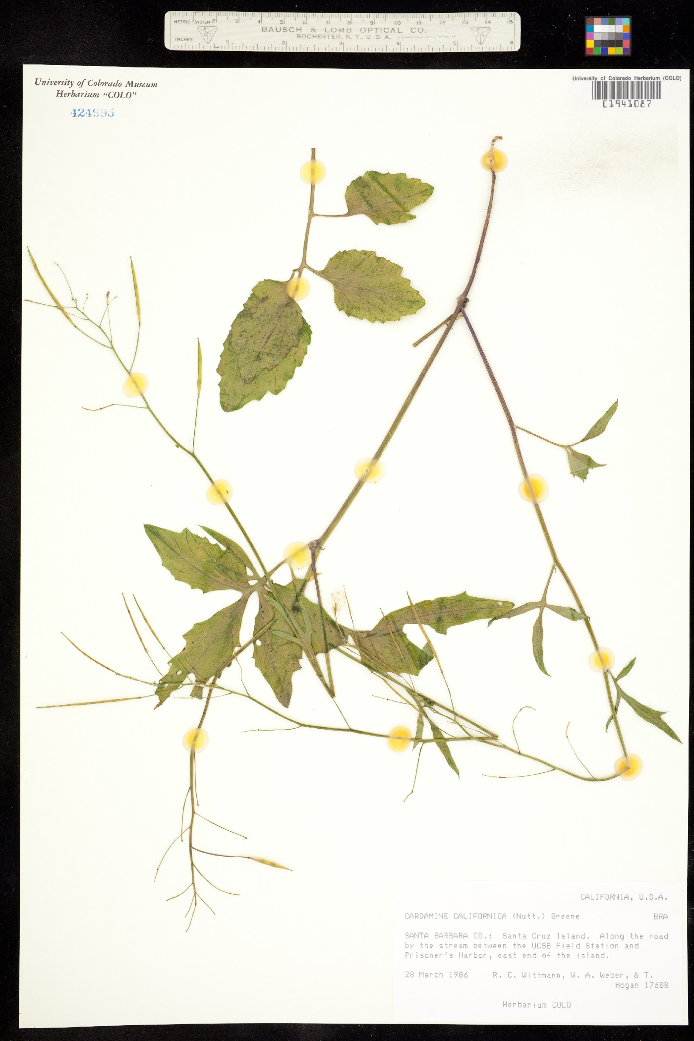 Cardamine californica image