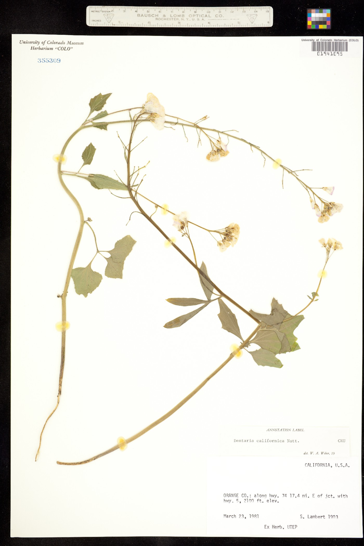 Cardamine image