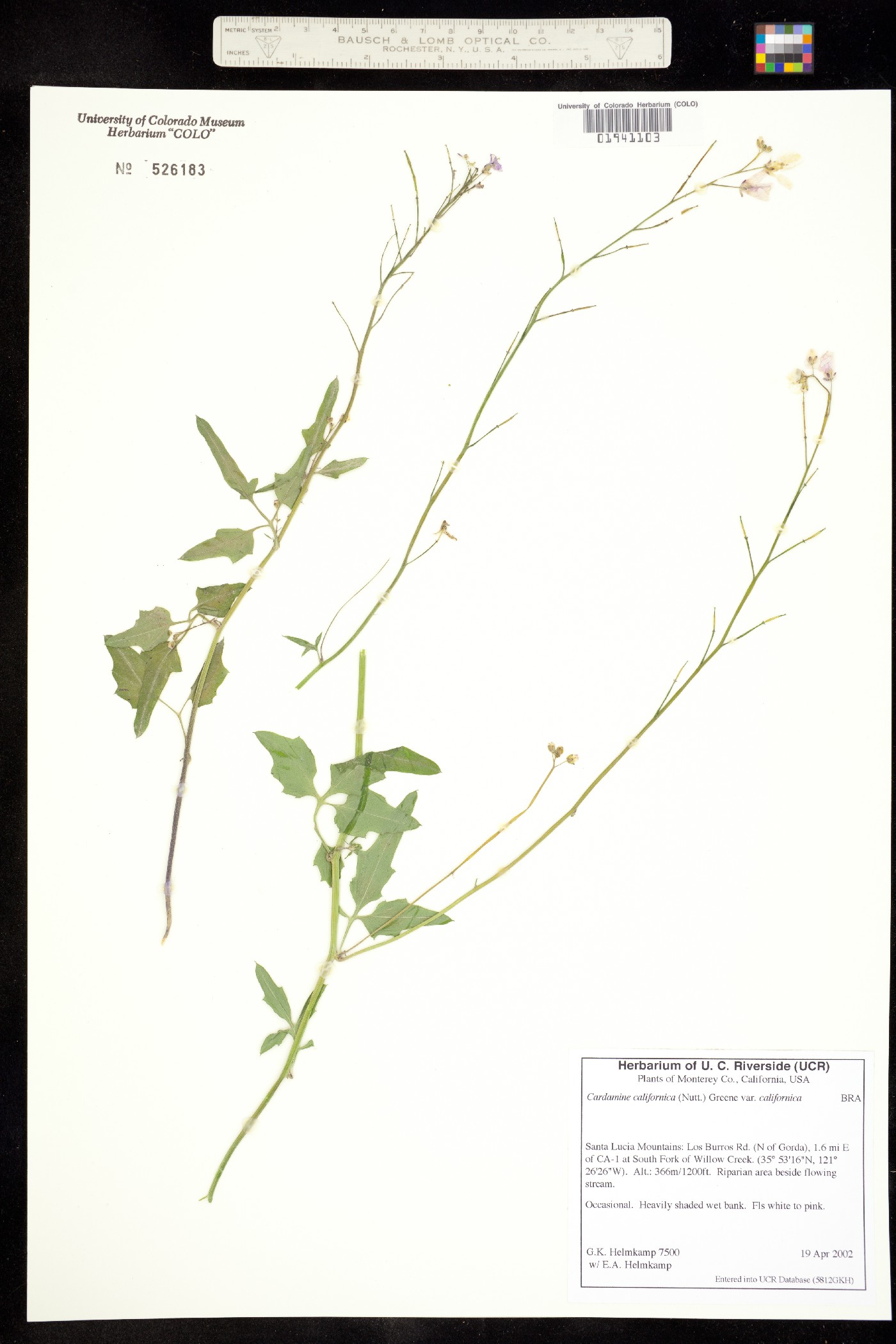 Cardamine californica image