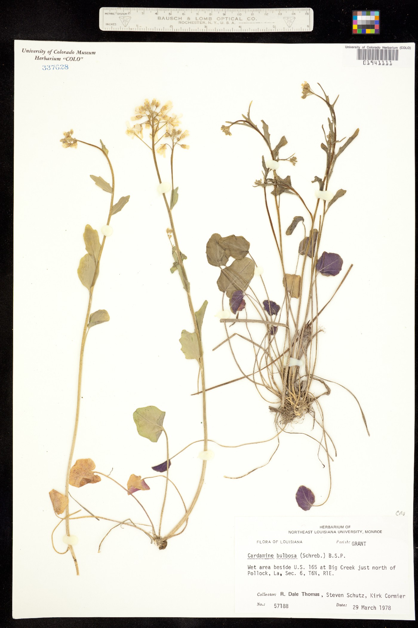 Cardamine bulbosa image