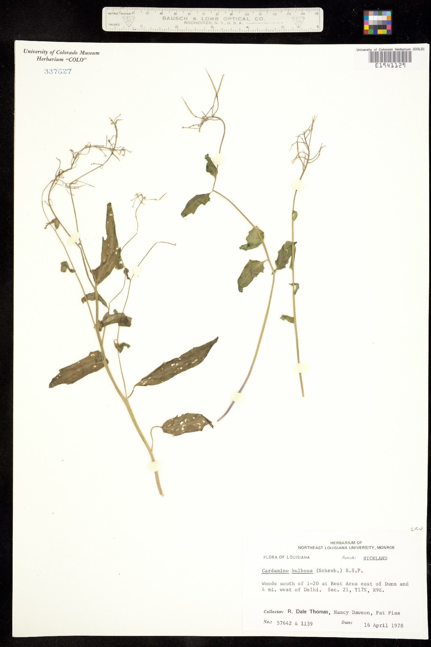 Cardamine bulbosa image