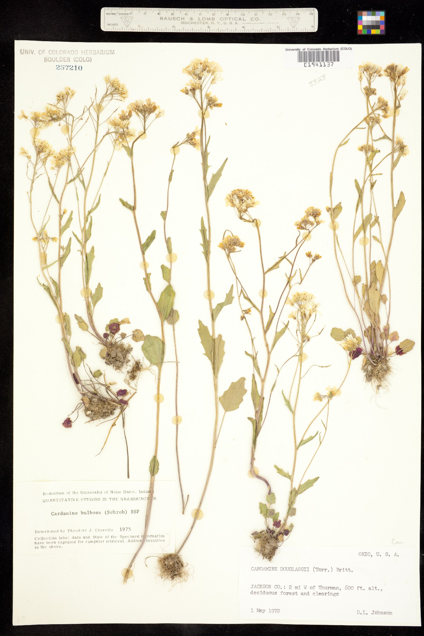 Cardamine bulbosa image
