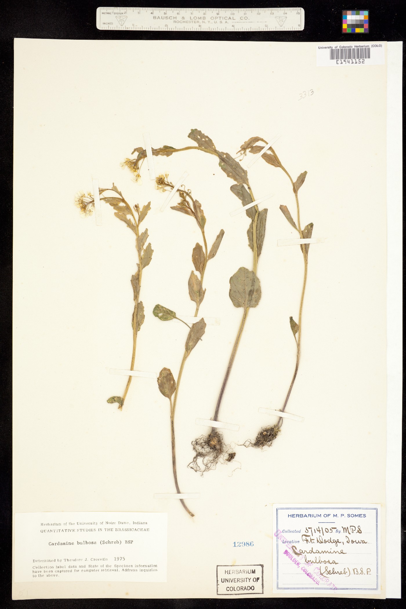 Cardamine bulbosa image