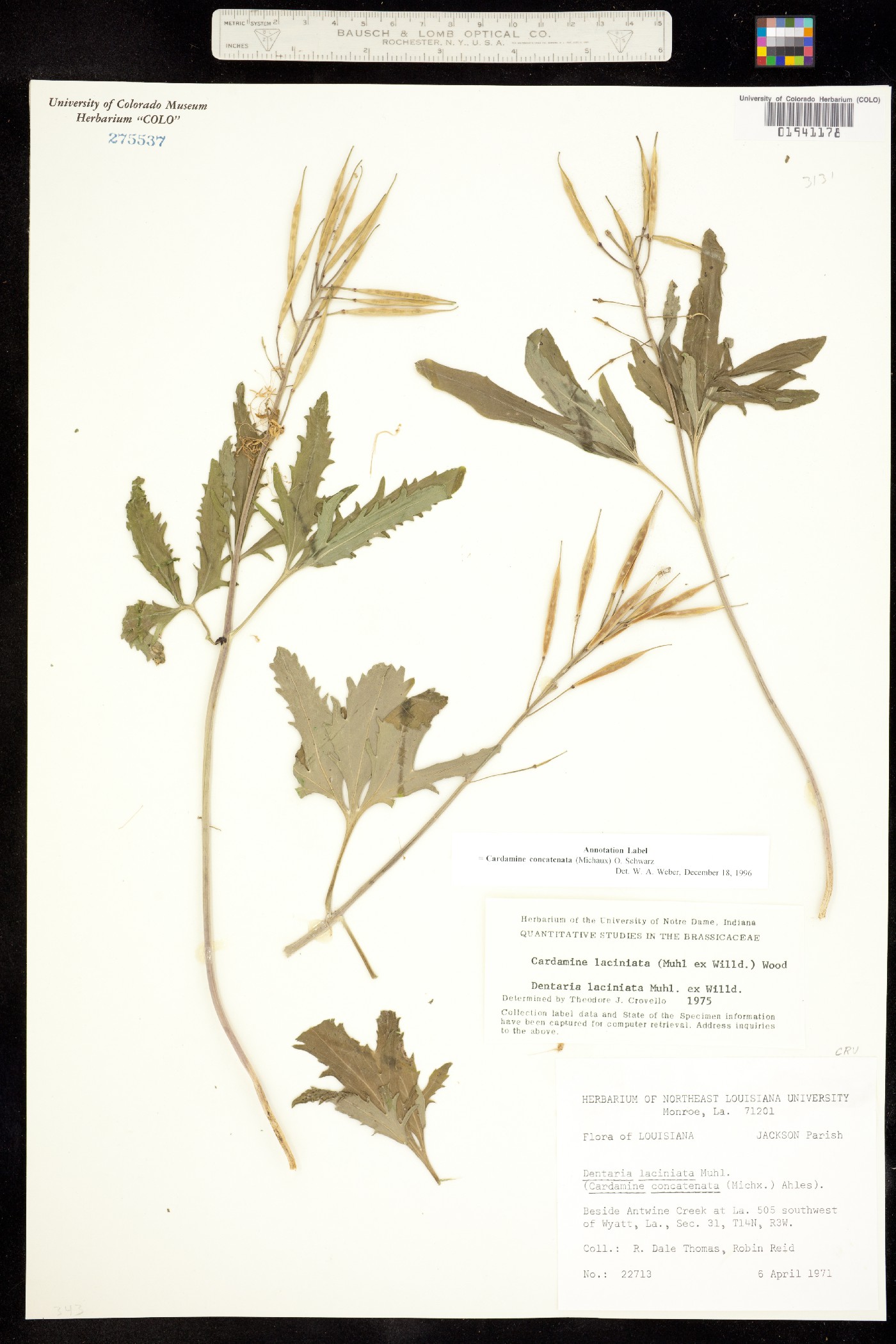 Cardamine concatenata image