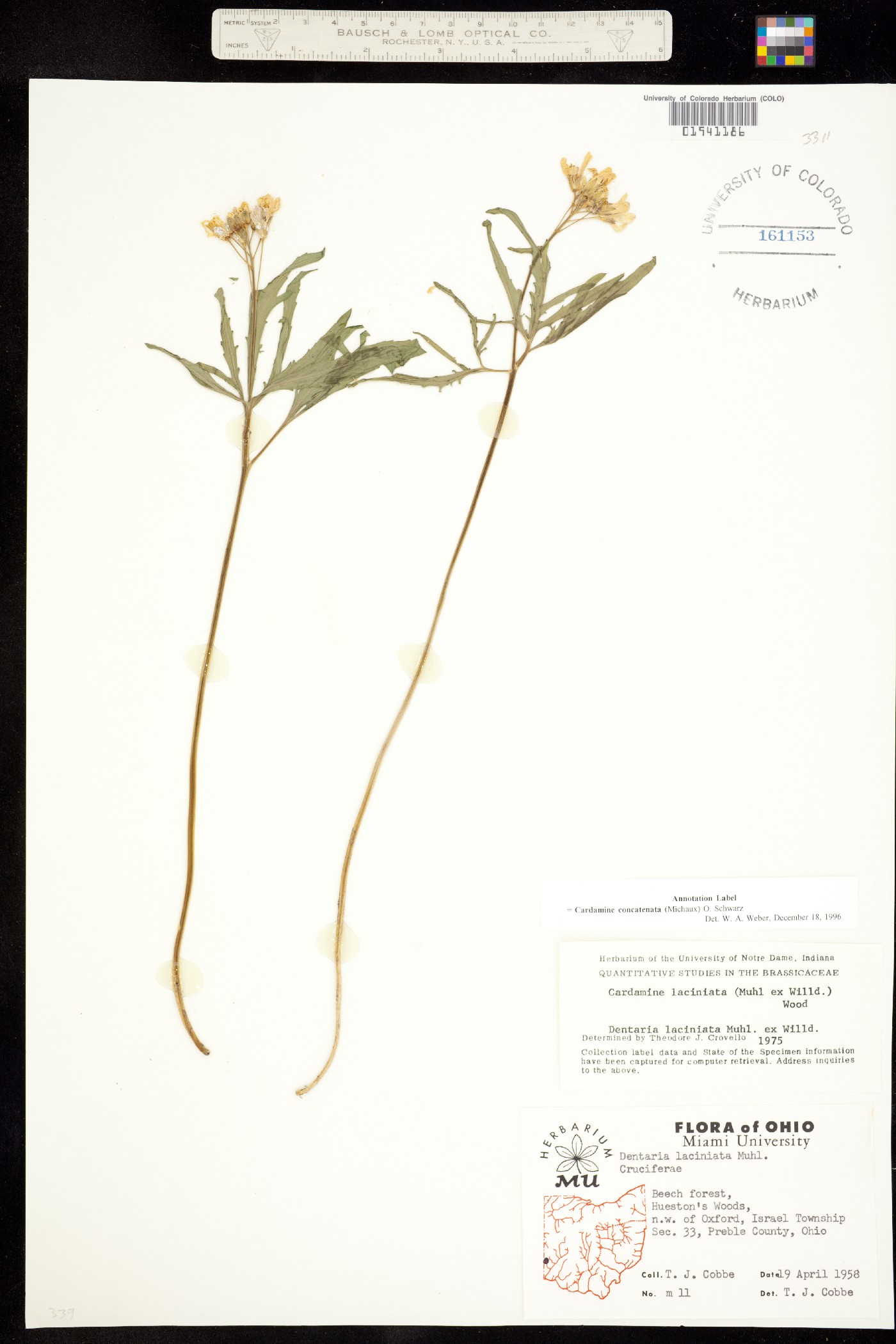 Cardamine concatenata image