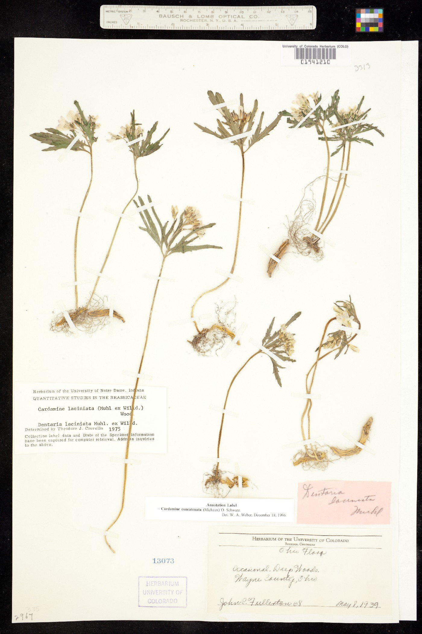 Cardamine concatenata image