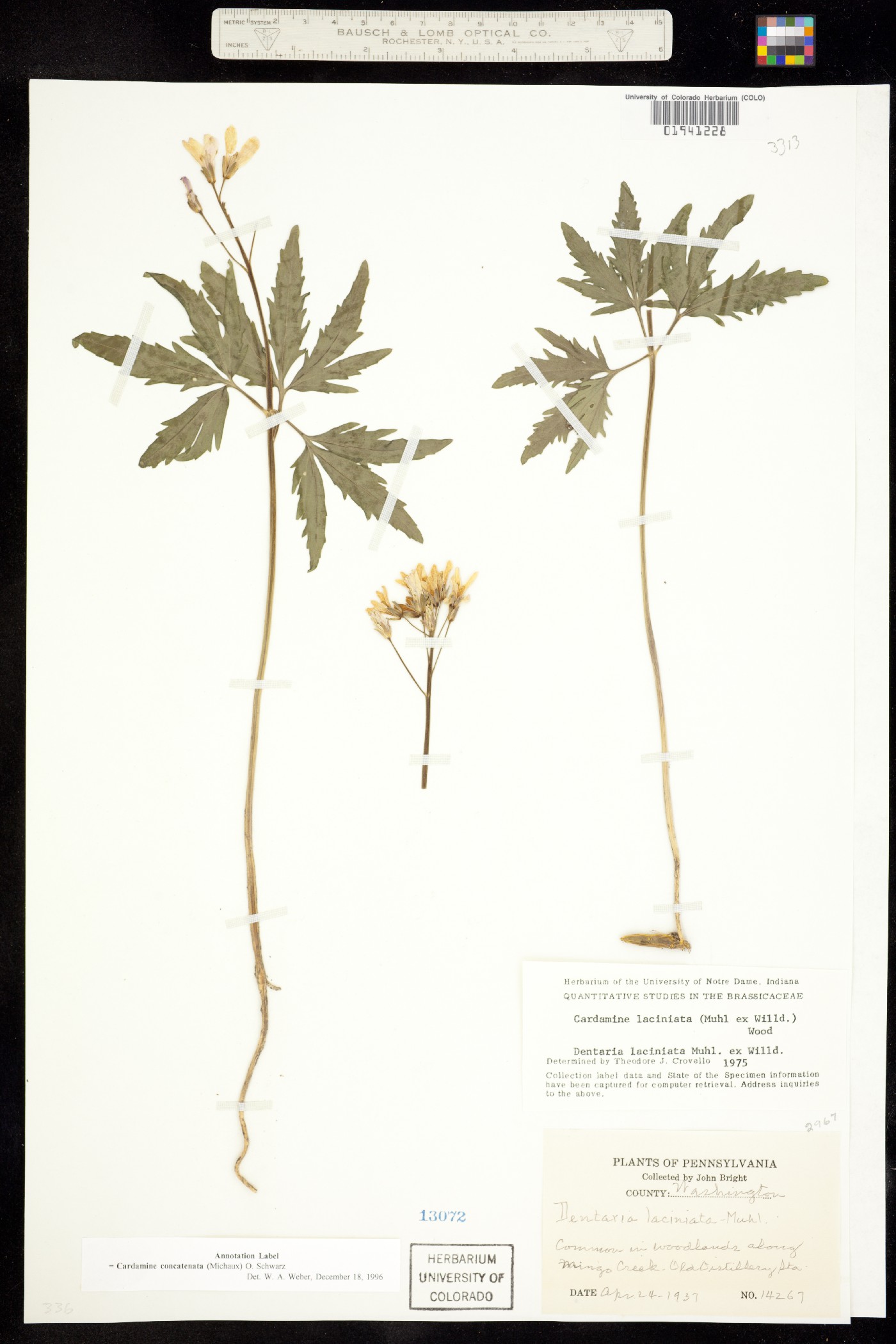 Cardamine concatenata image