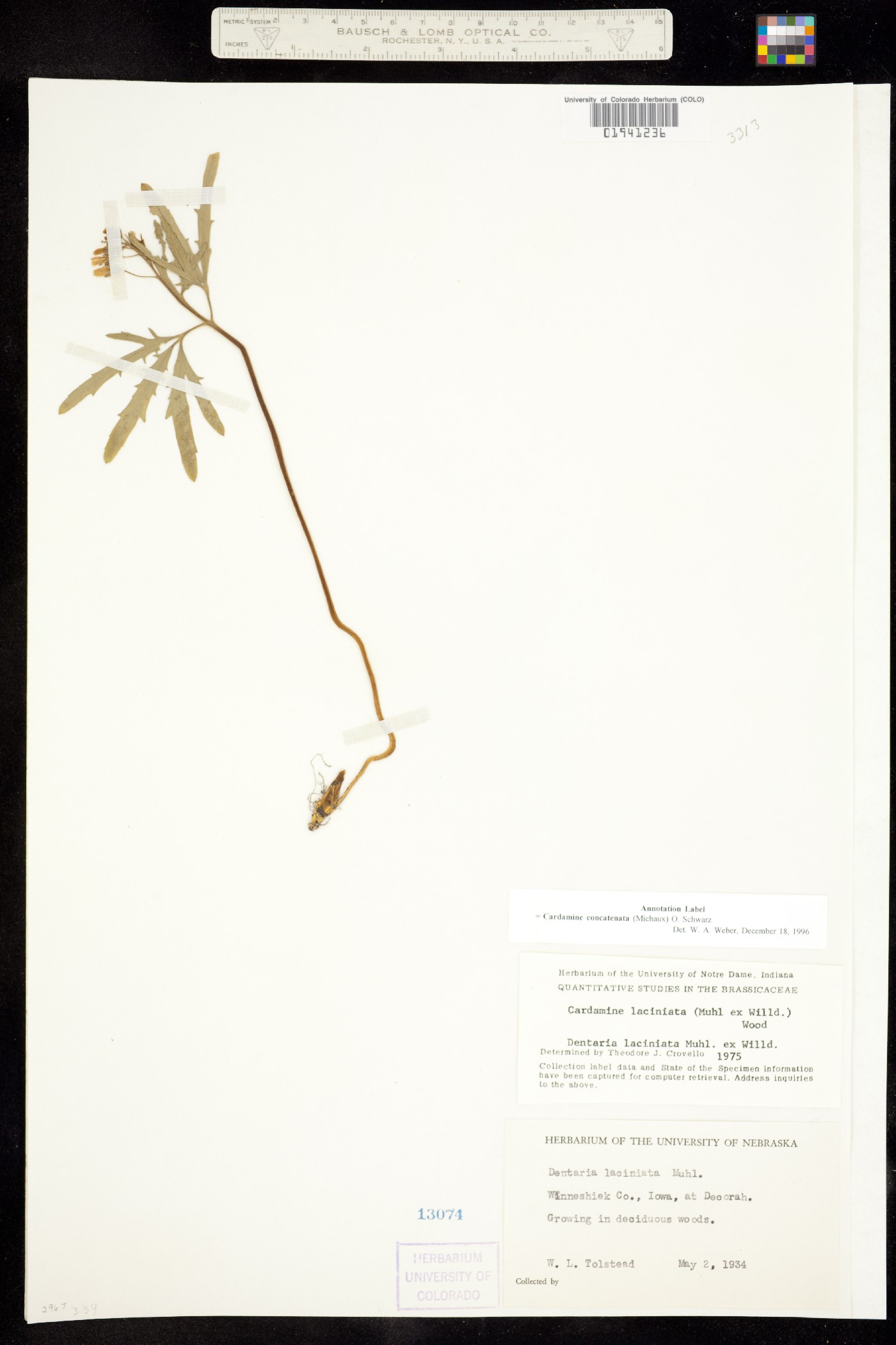 Cardamine concatenata image