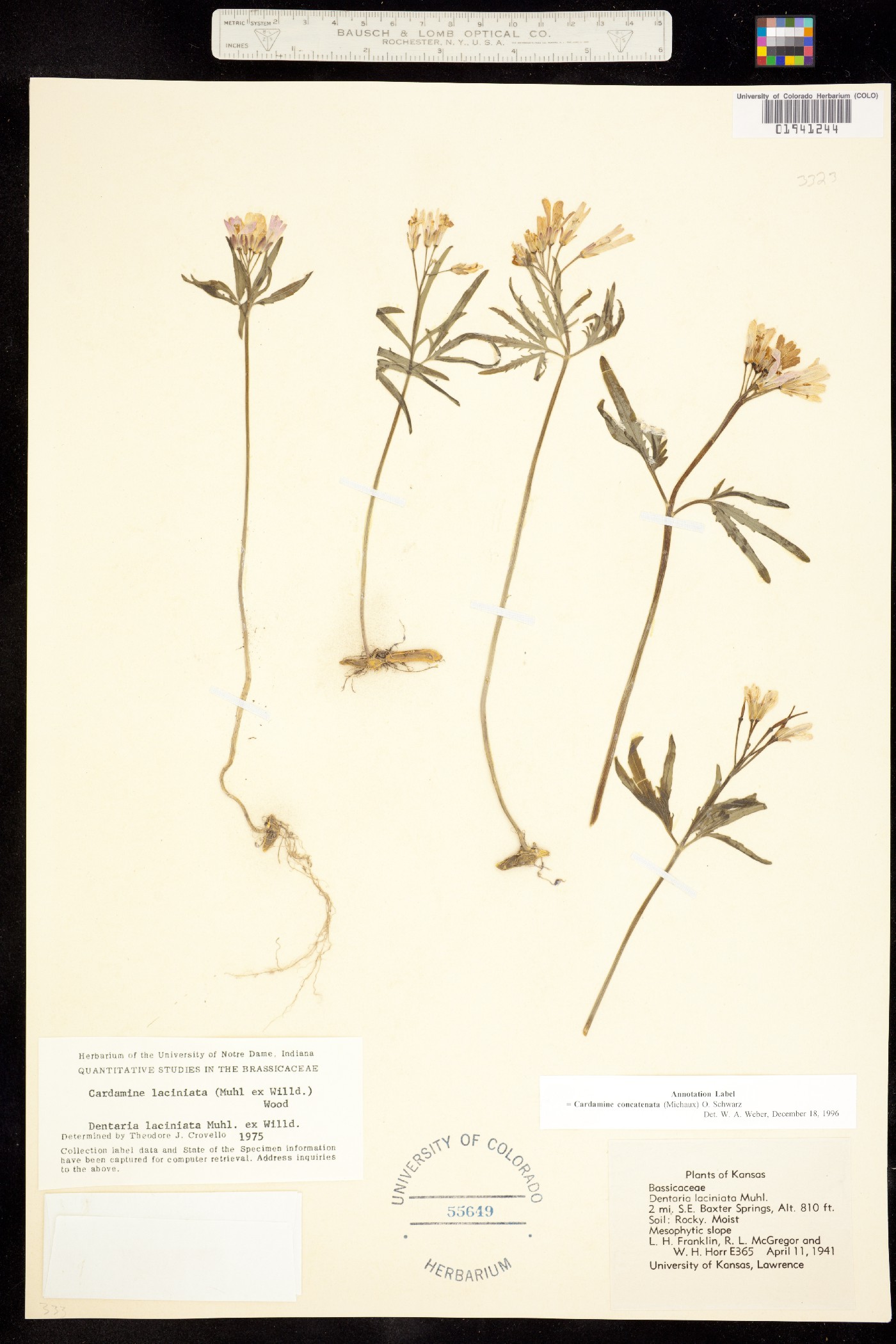 Cardamine concatenata image