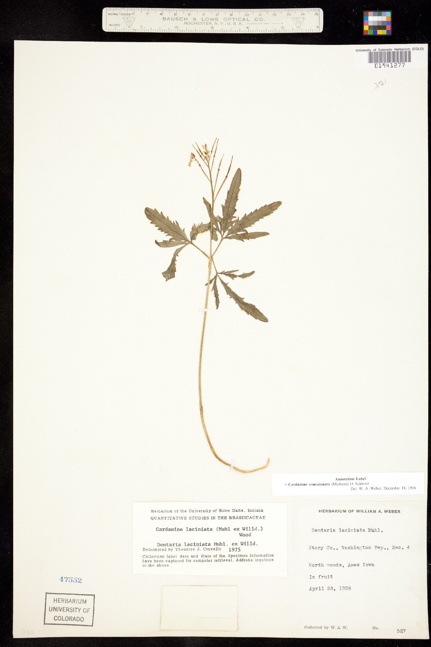 Cardamine concatenata image