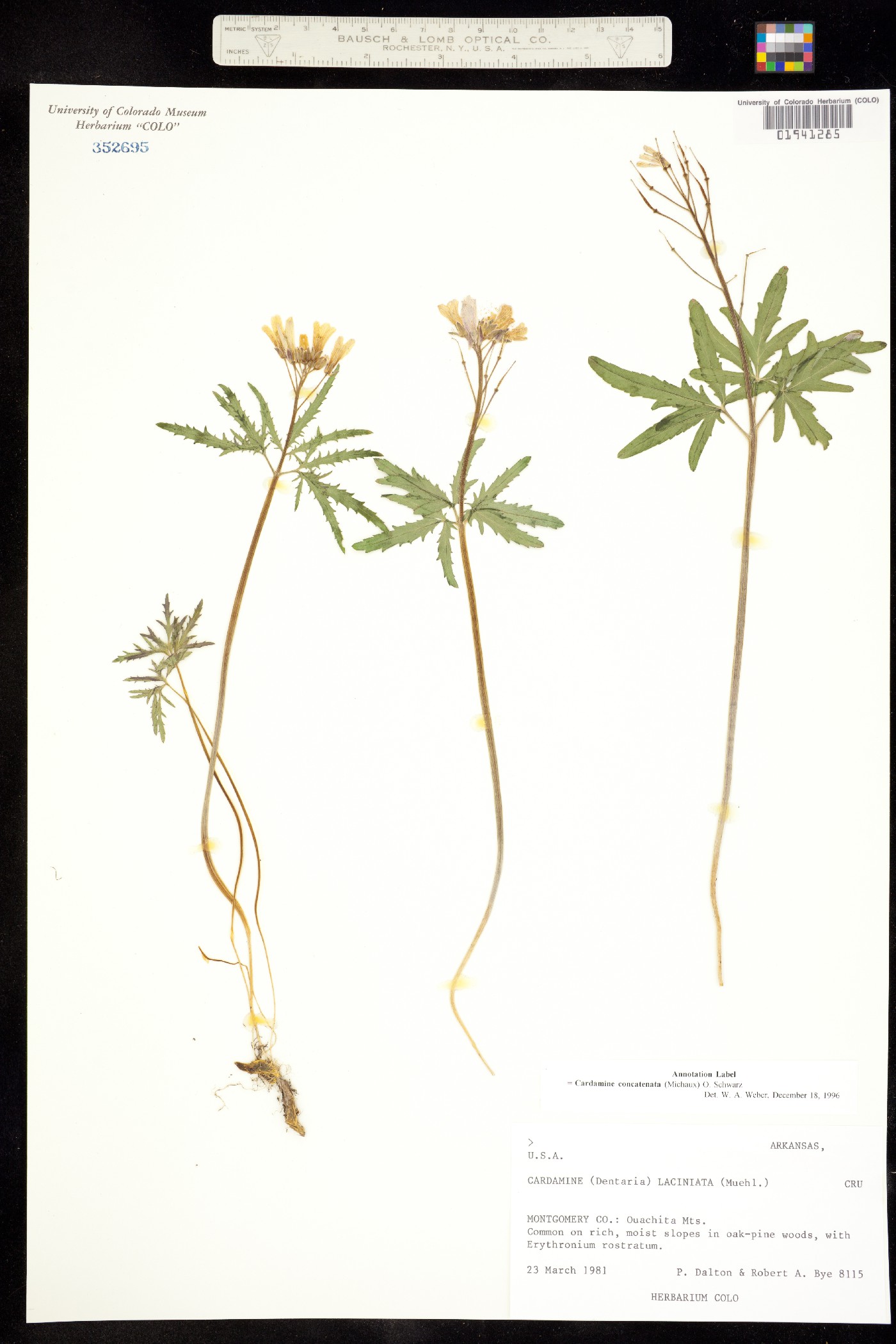 Cardamine concatenata image