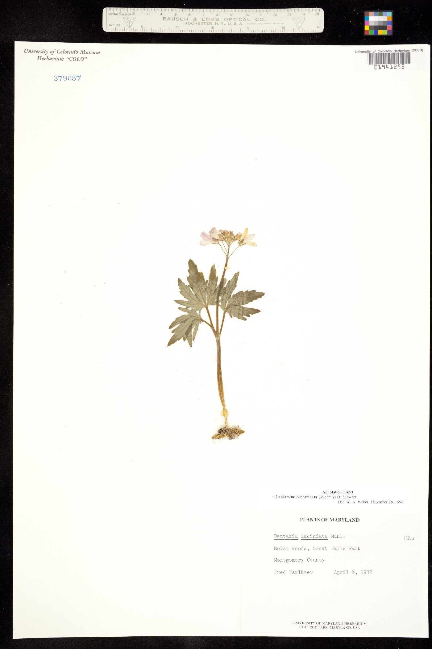 Cardamine concatenata image