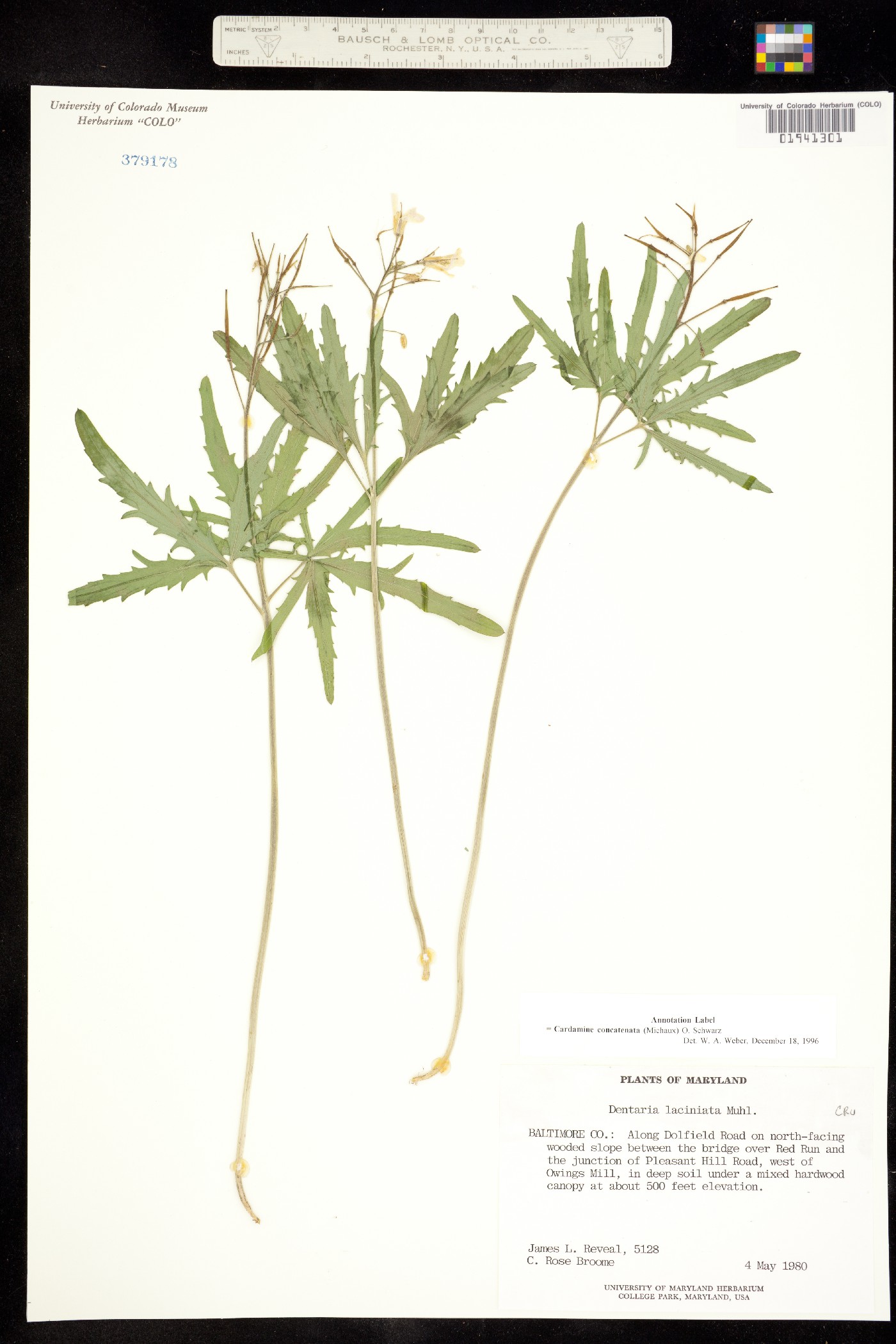 Cardamine concatenata image