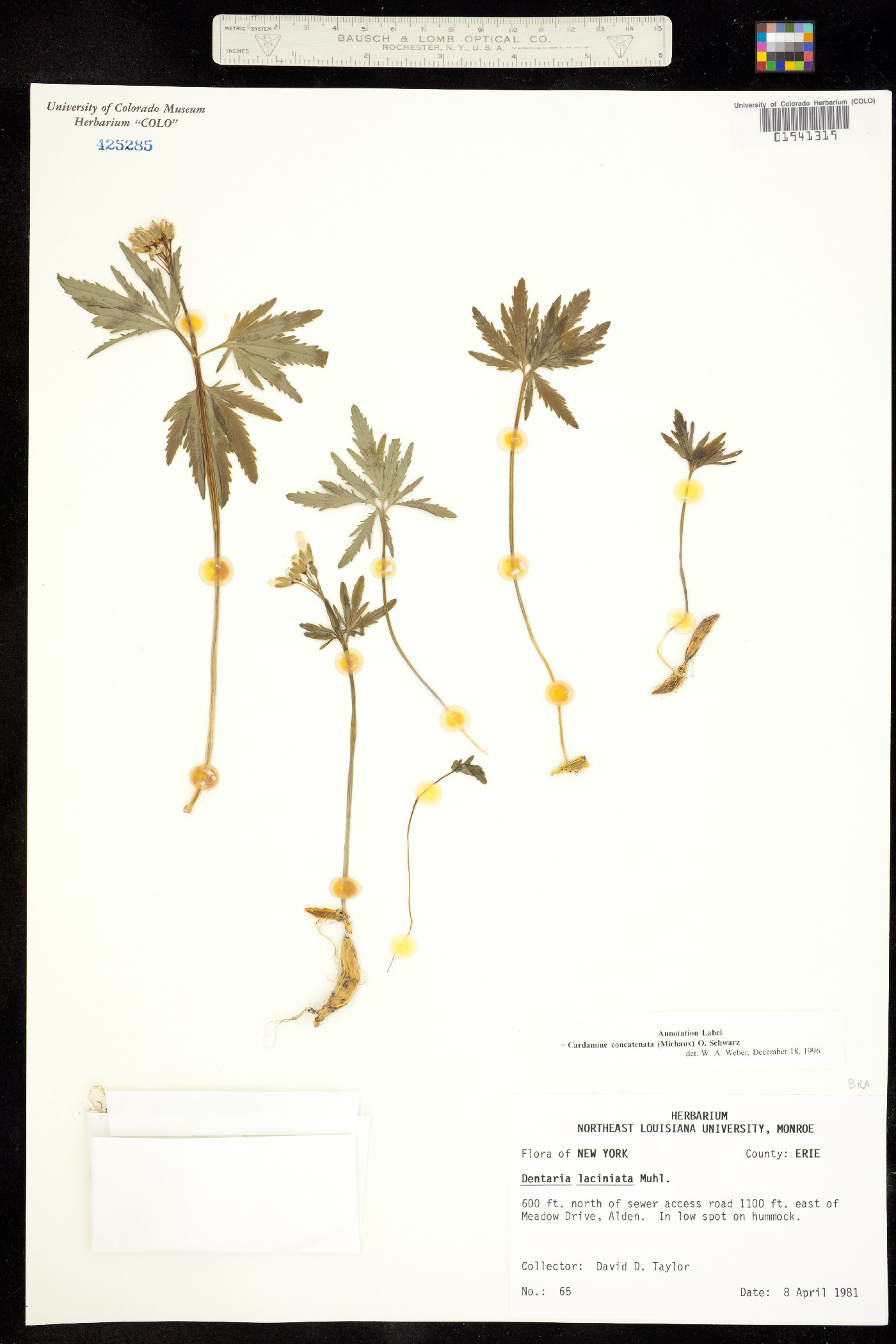 Cardamine concatenata image