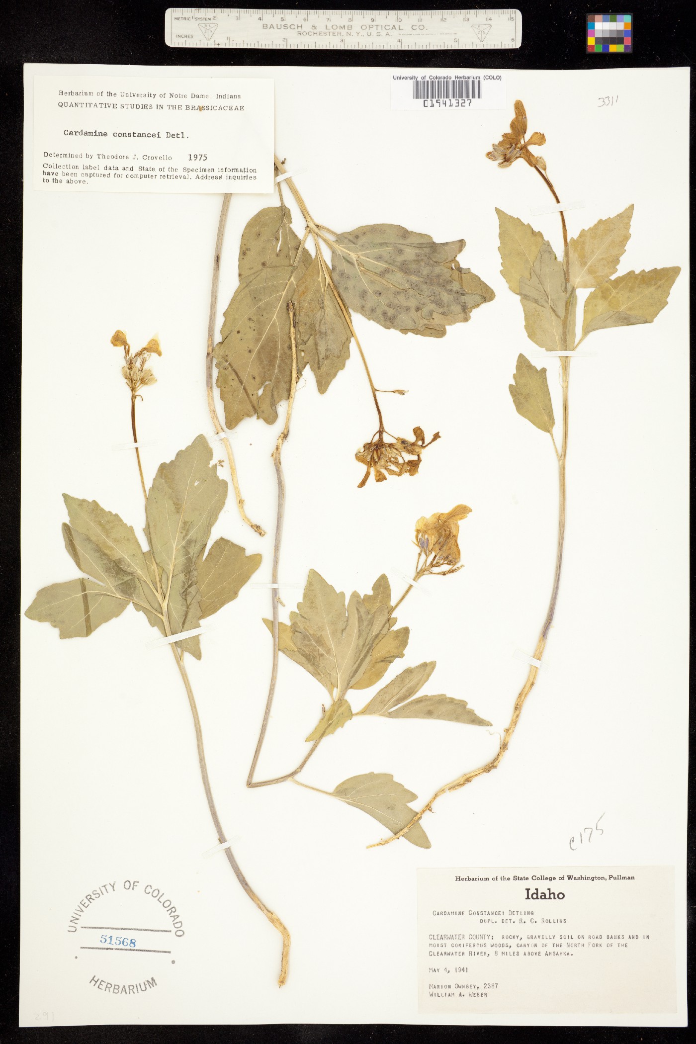 Cardamine constancei image