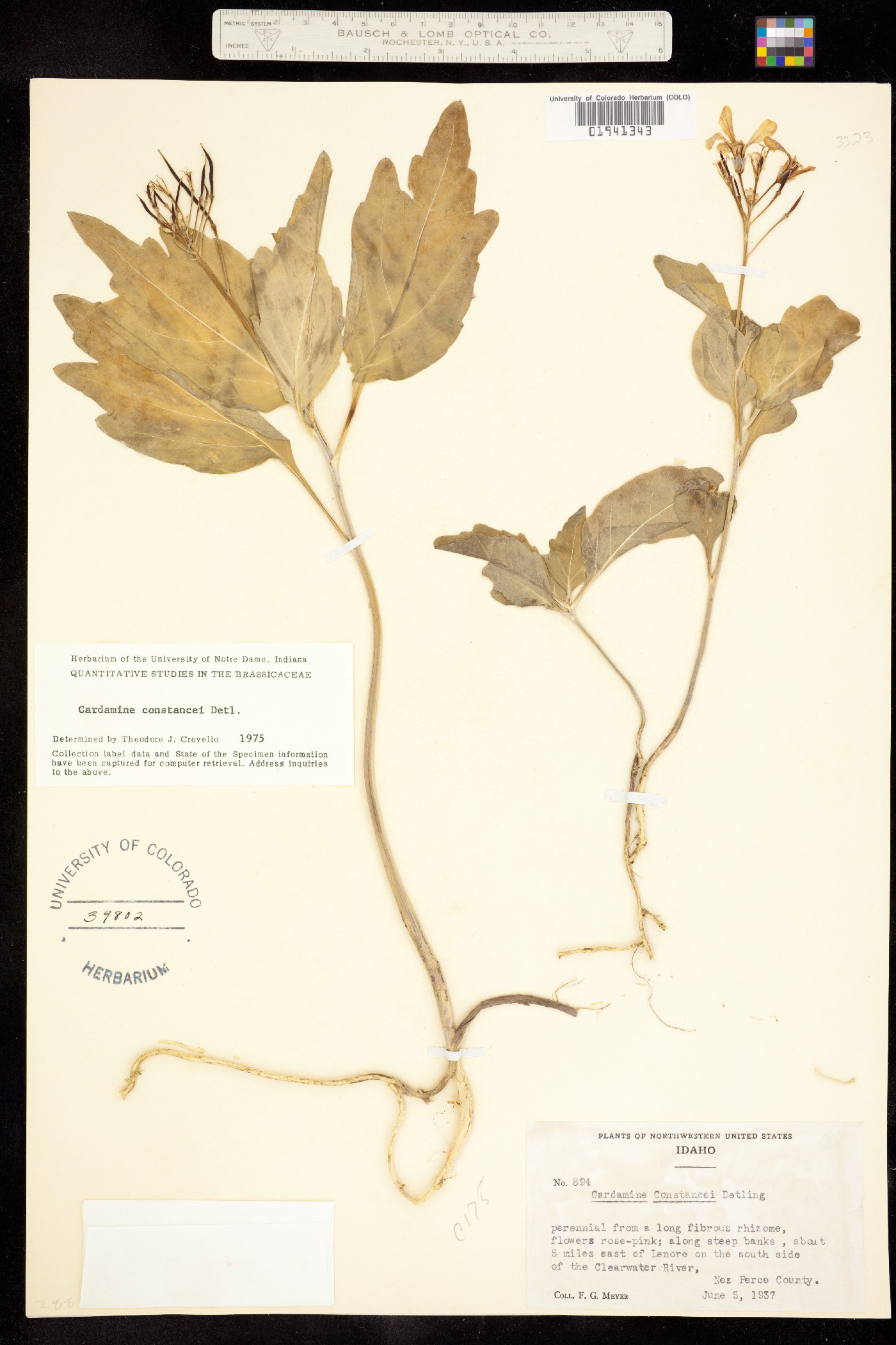 Cardamine constancei image