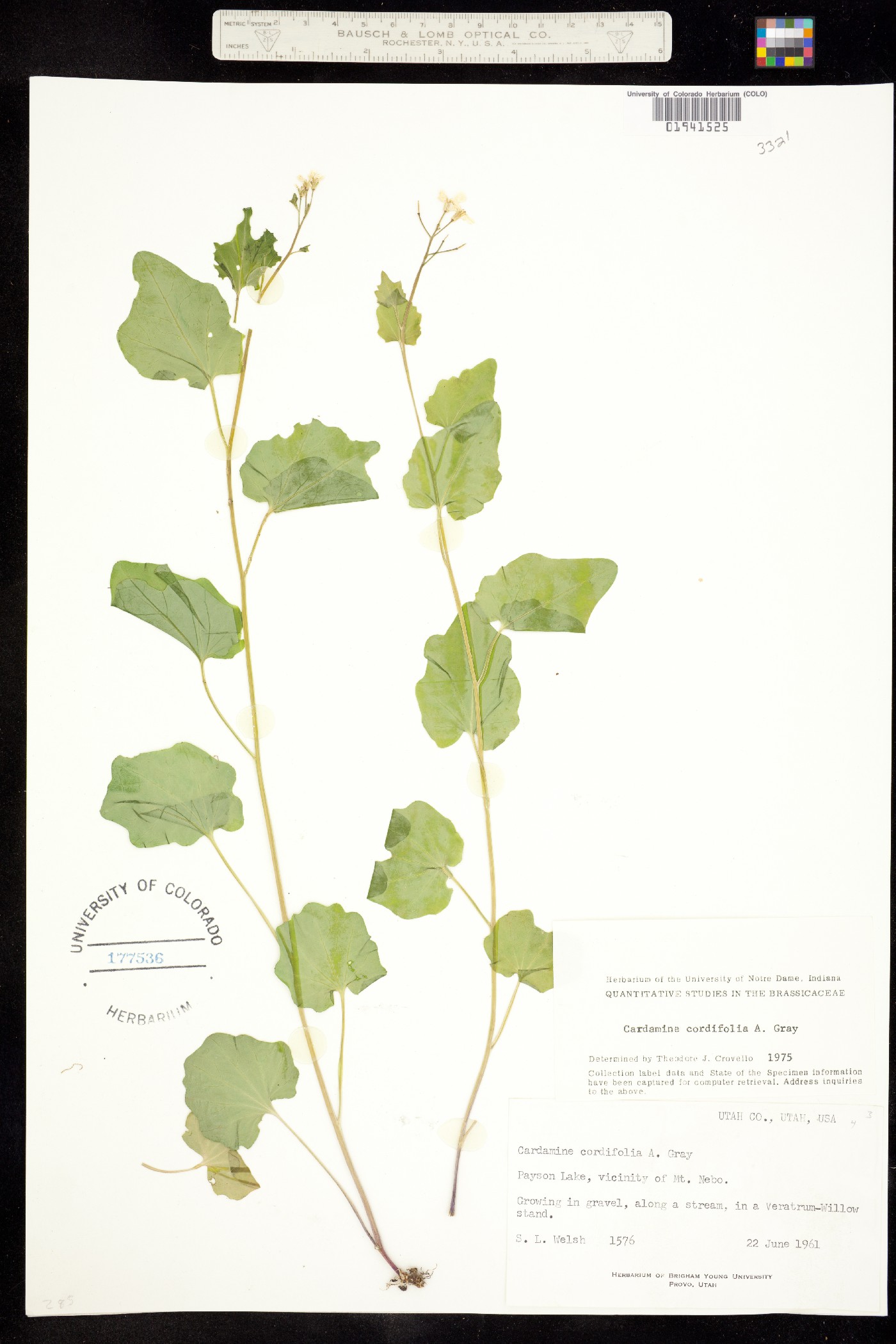 Cardamine cordifolia image