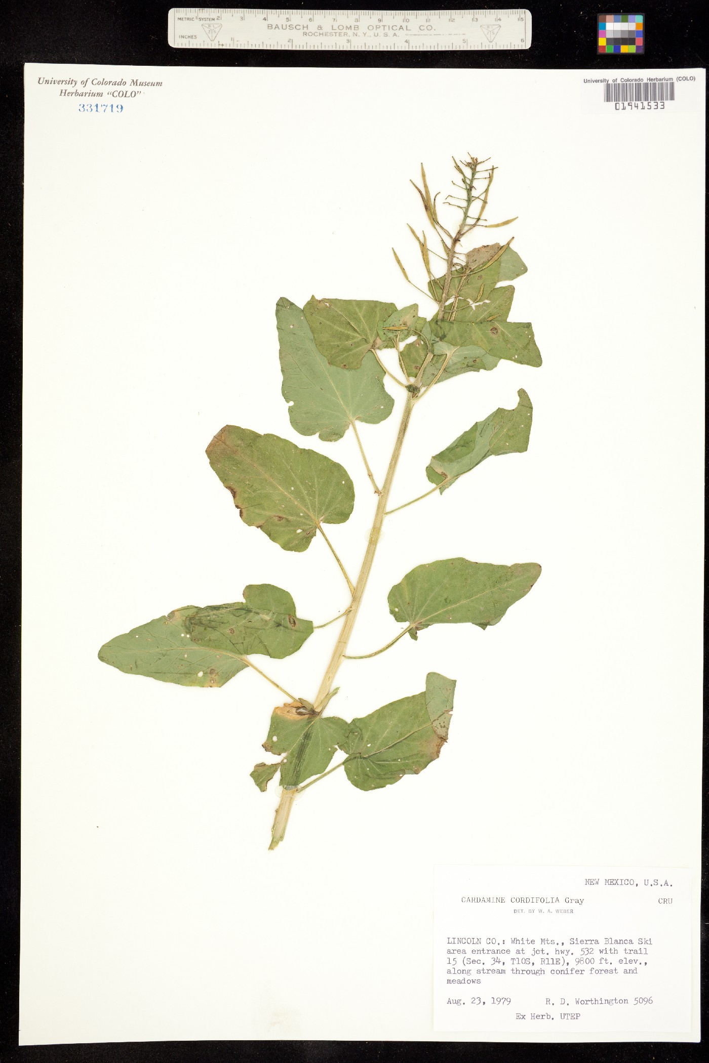 Cardamine cordifolia image
