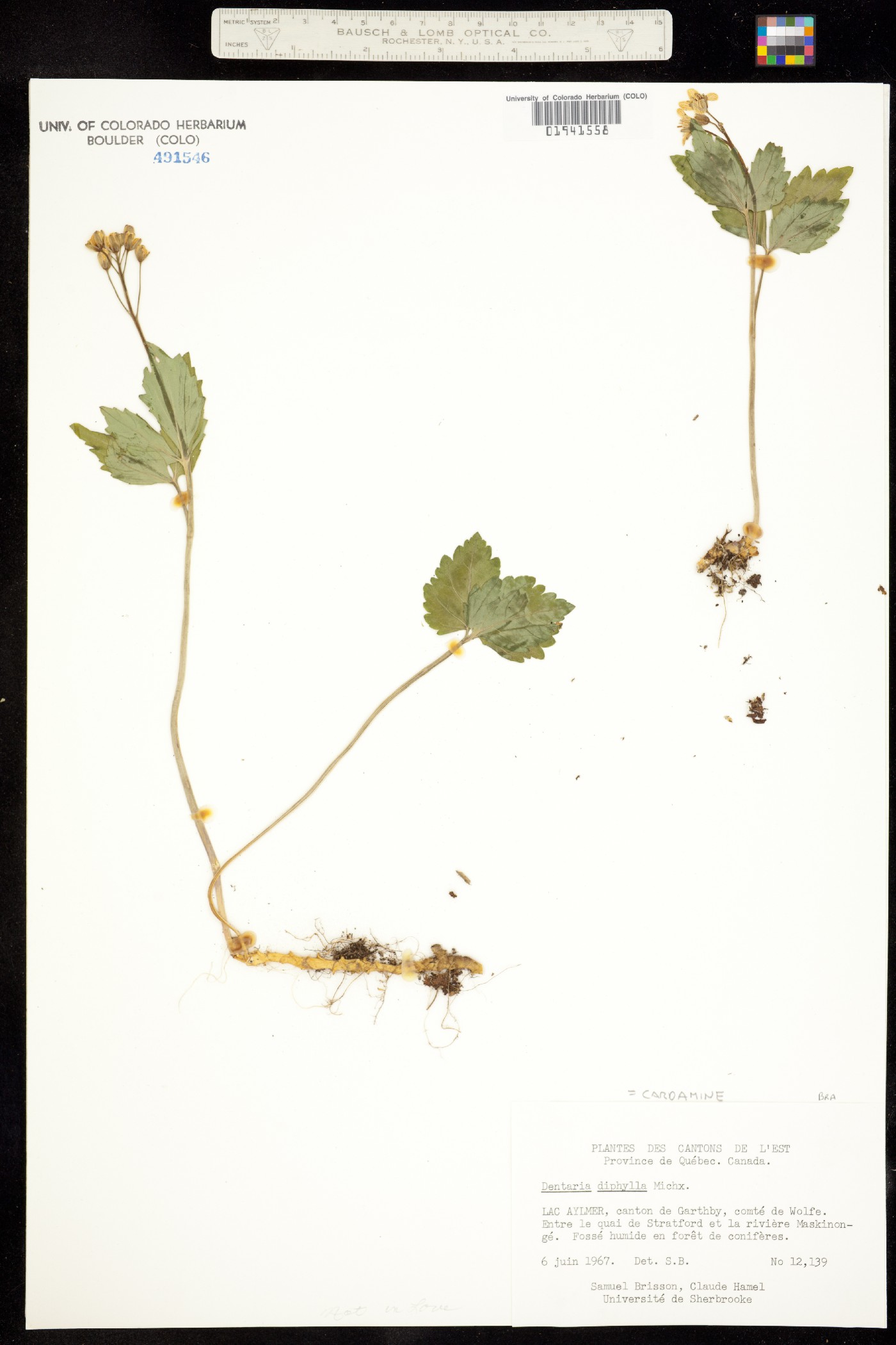 Cardamine diphylla image