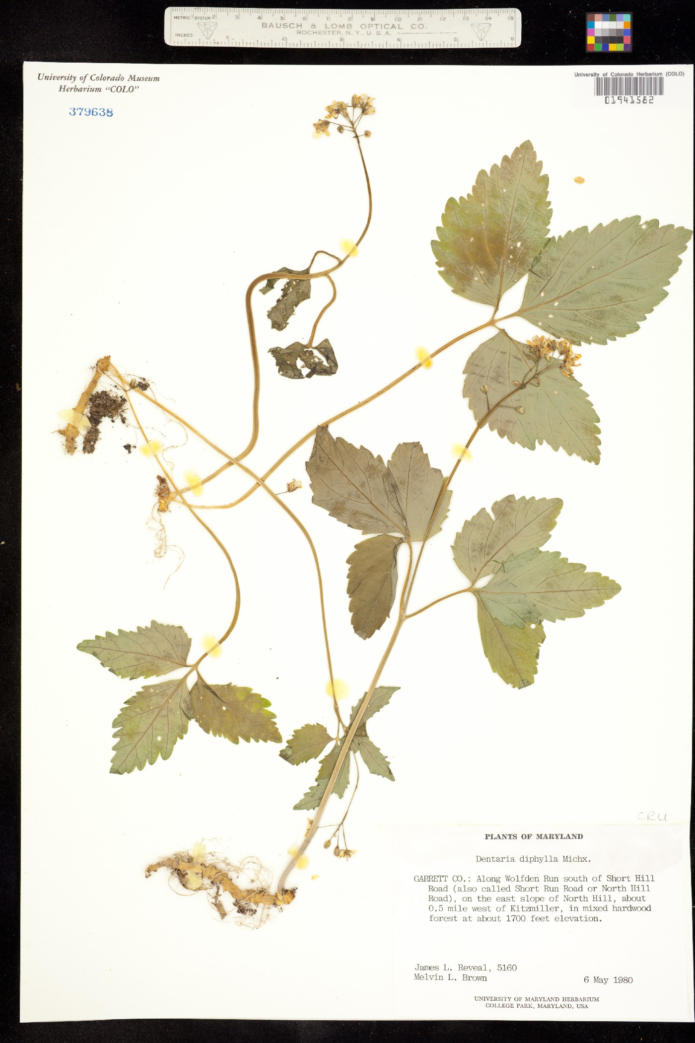 Cardamine diphylla image
