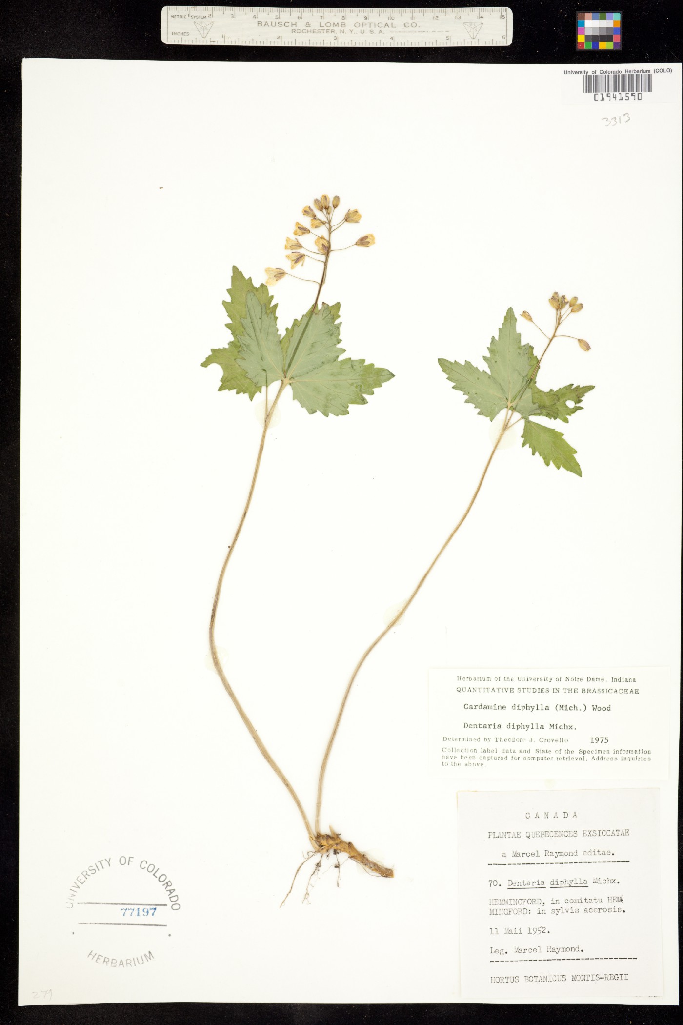 Cardamine diphylla image