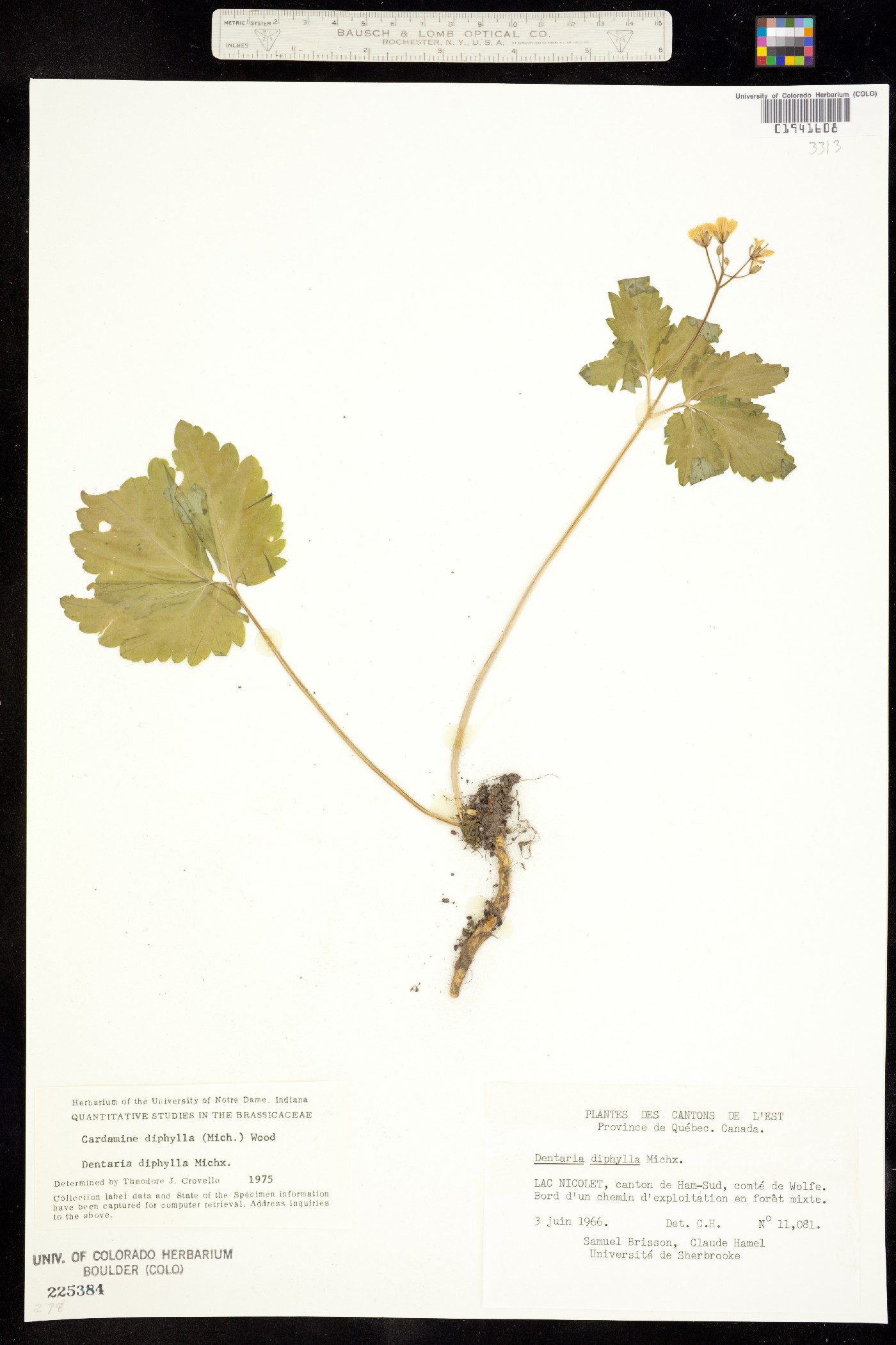 Cardamine diphylla image