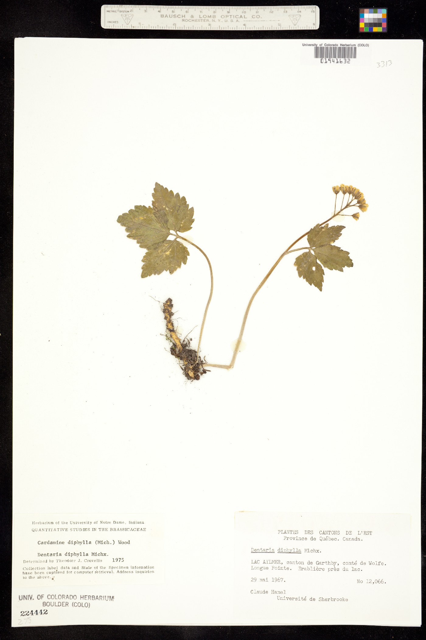 Cardamine diphylla image