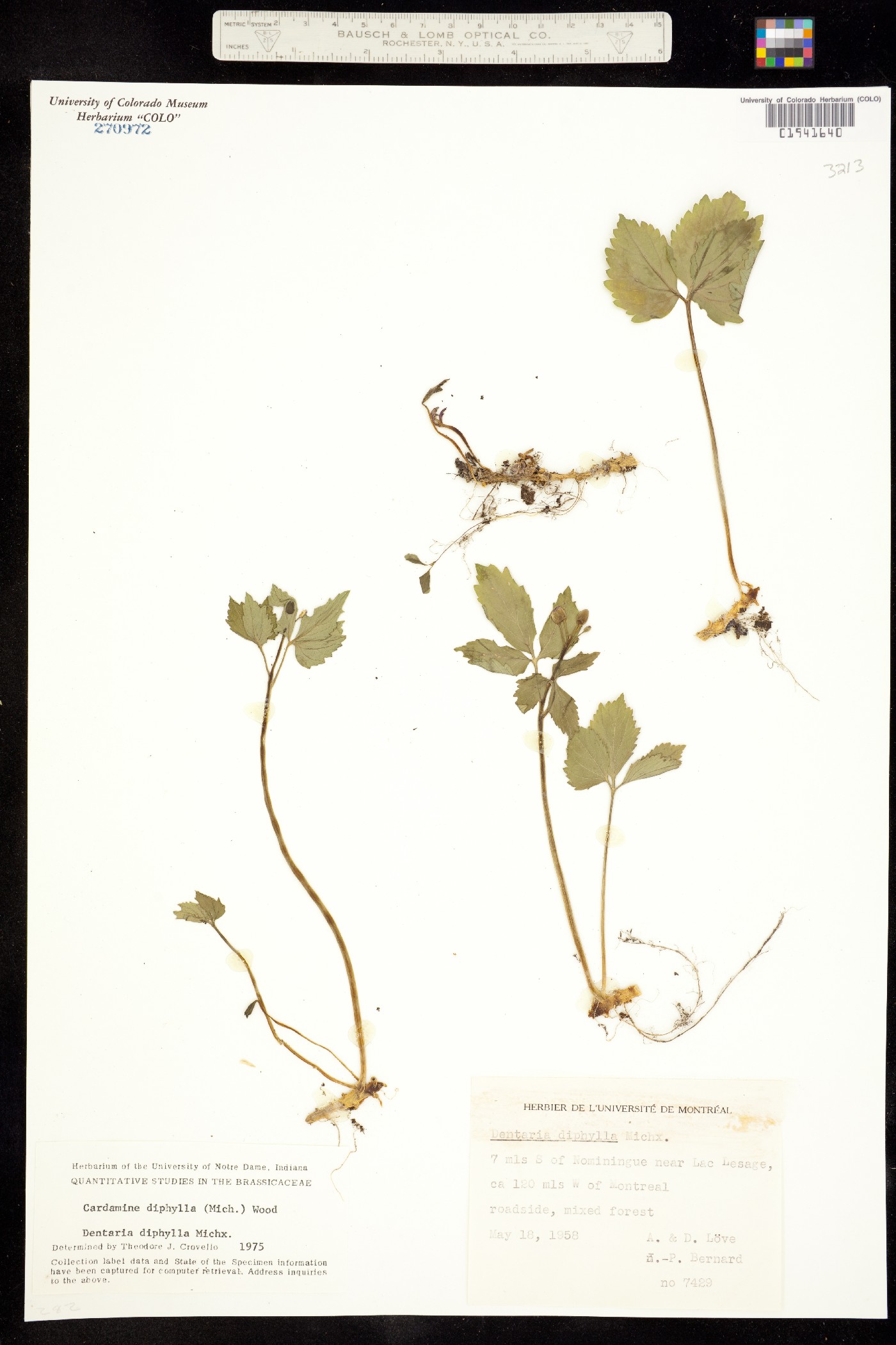 Cardamine diphylla image