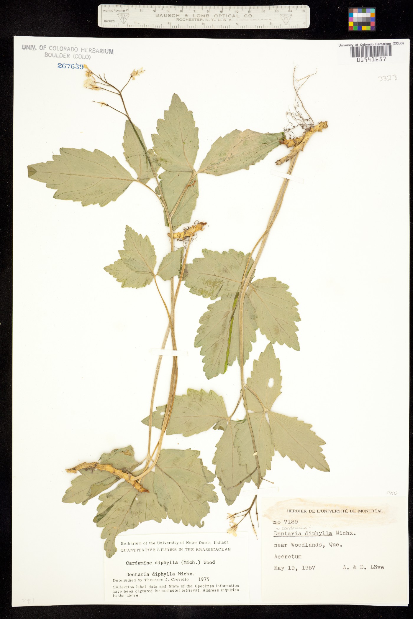 Cardamine diphylla image