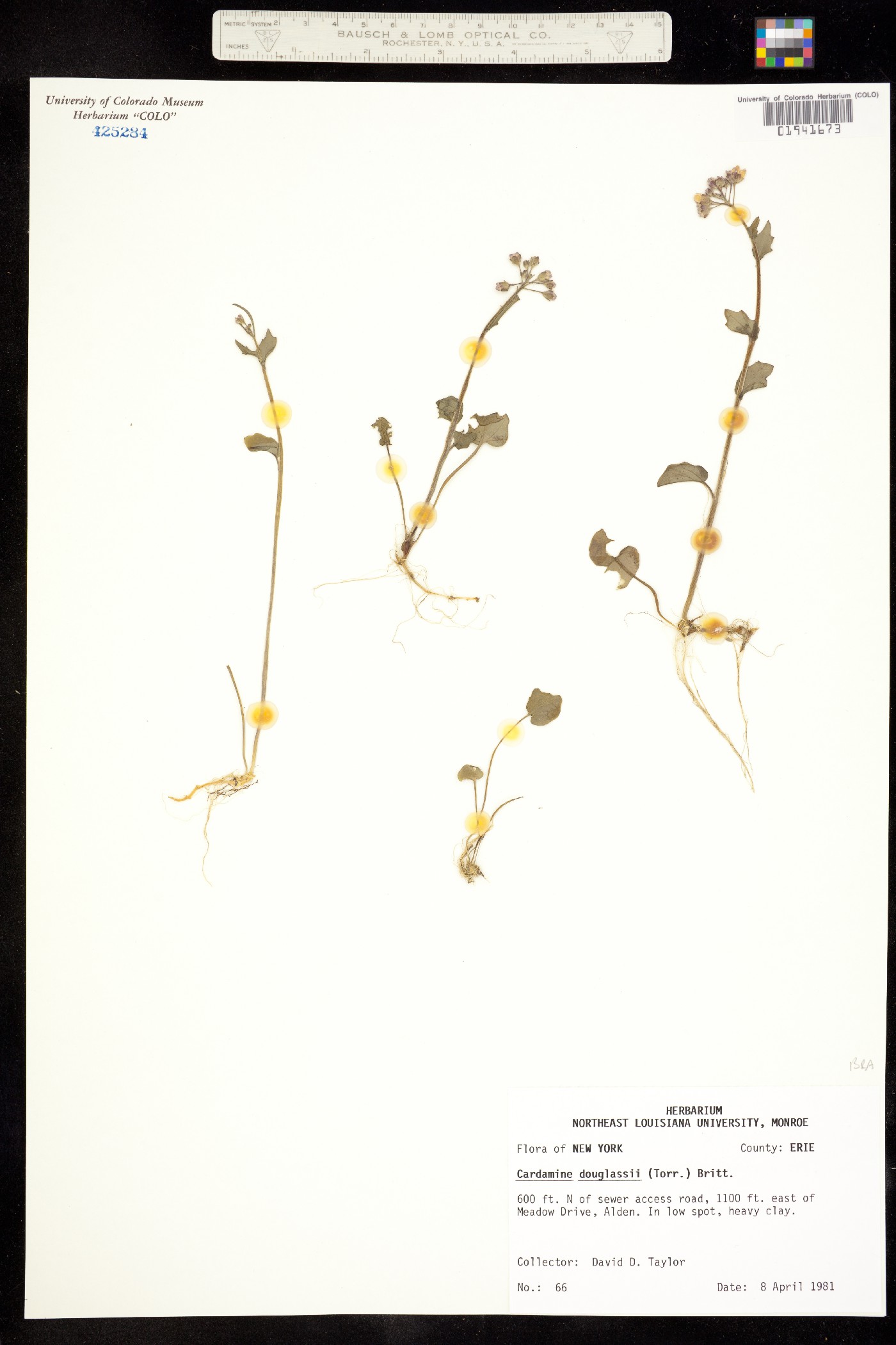 Cardamine douglassii image