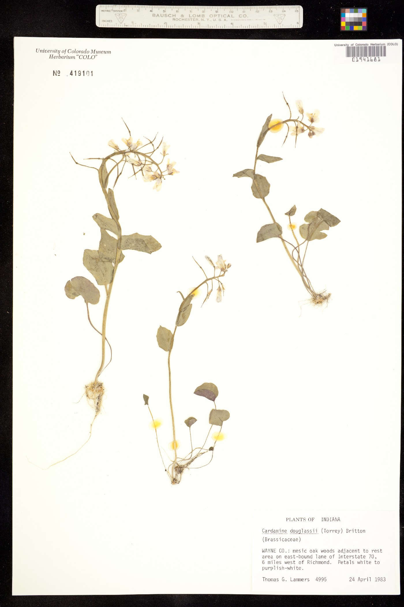 Cardamine douglassii image