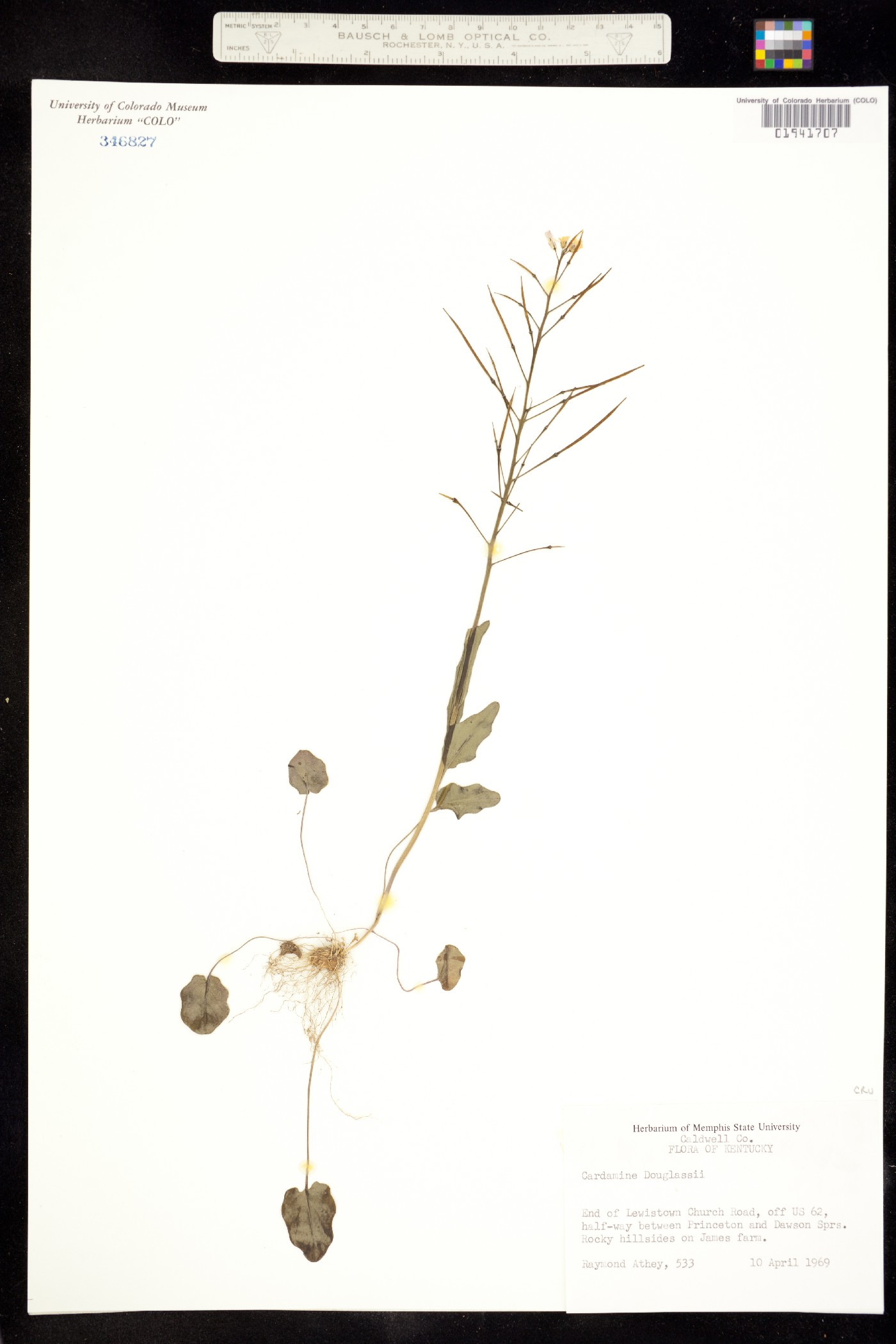 Cardamine douglassii image