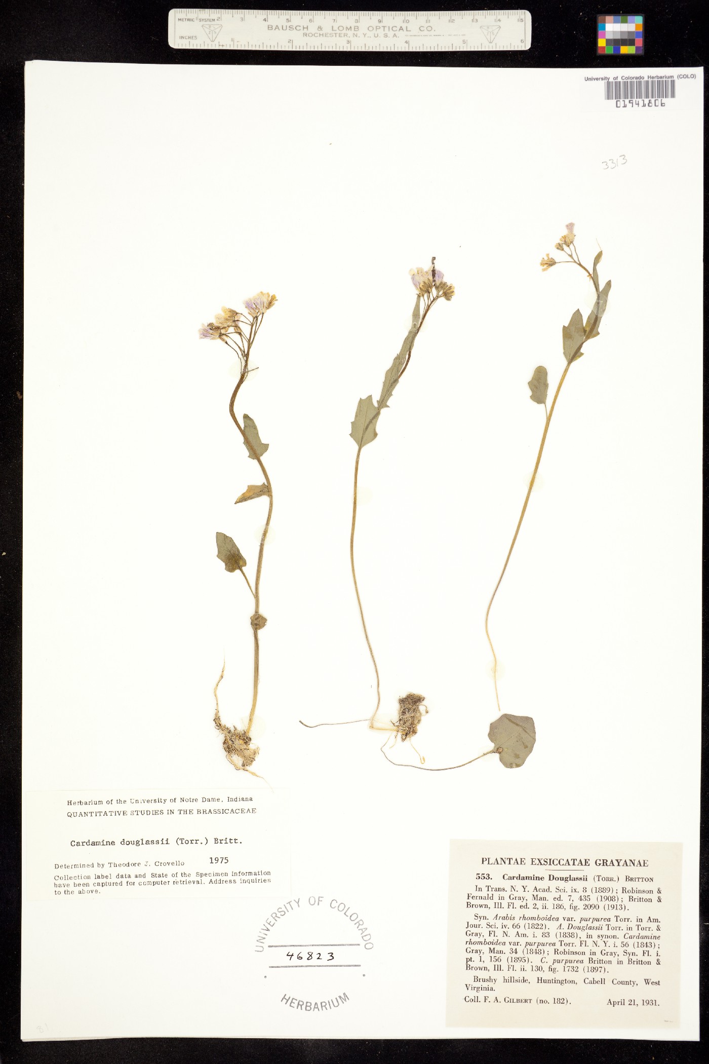 Cardamine douglassii image