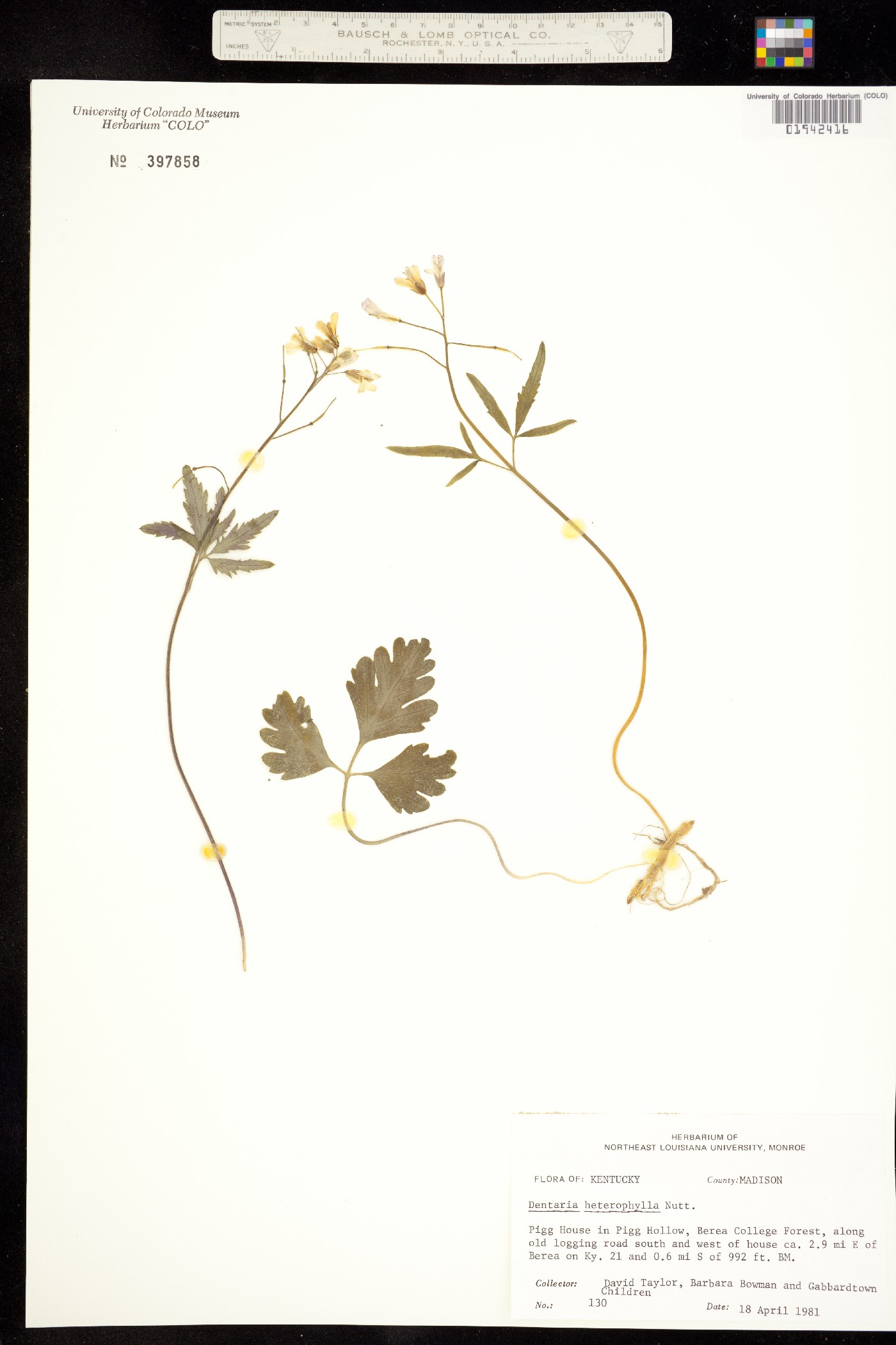 Cardamine angustata image