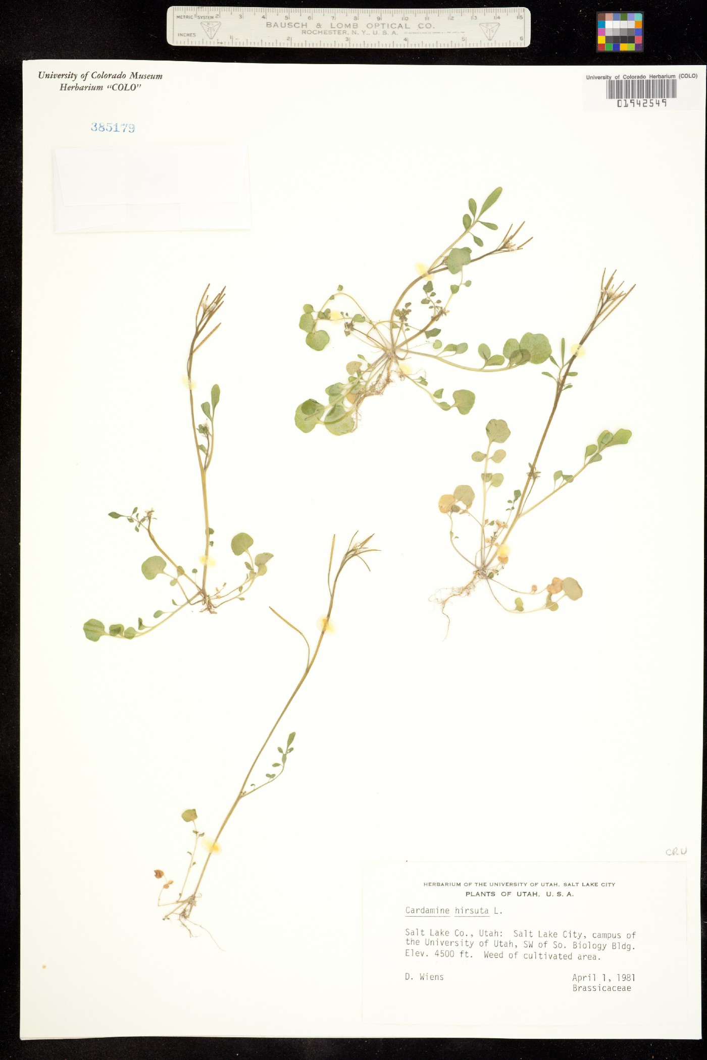Cardamine hirsuta image