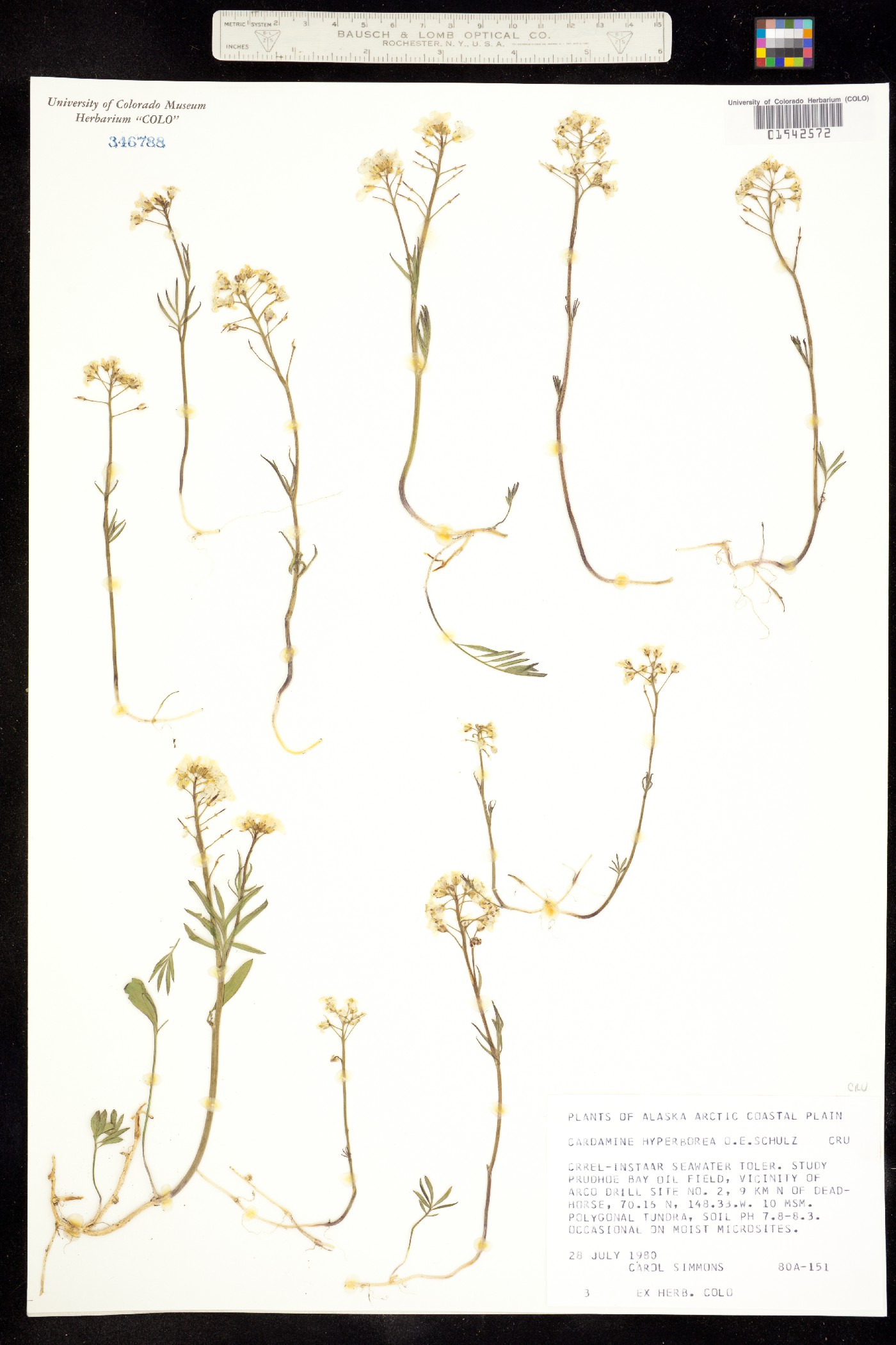 Cardamine hyperborea image