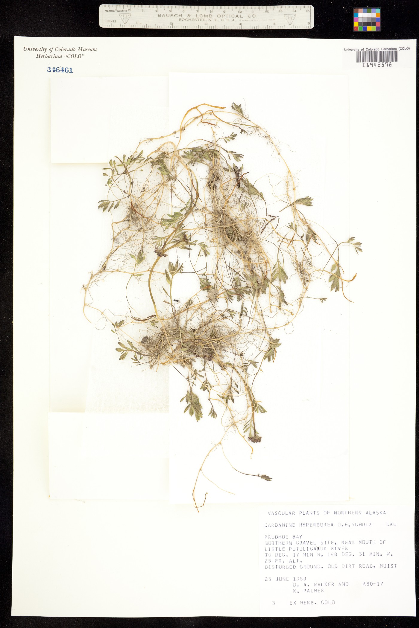 Cardamine digitata image