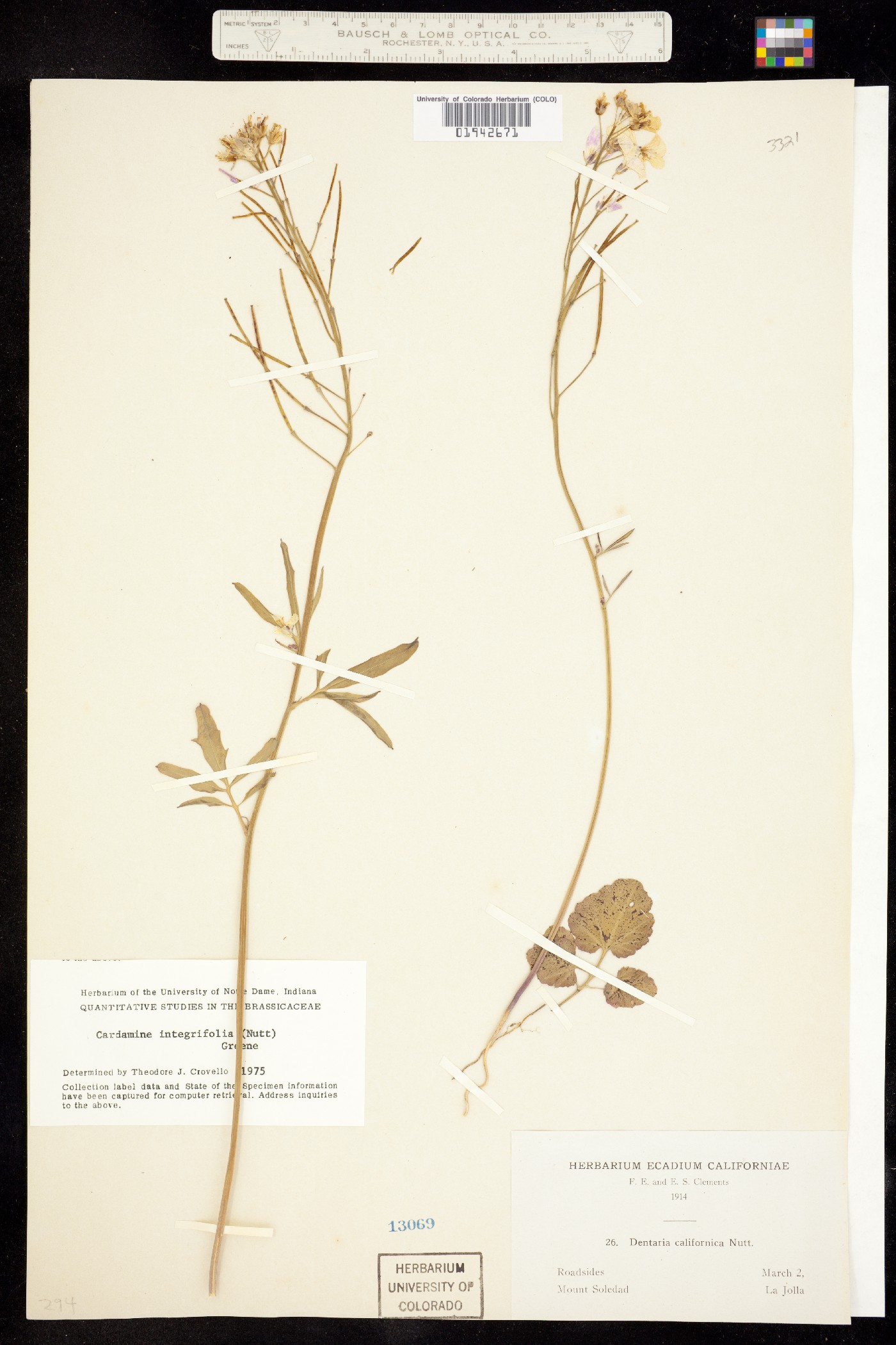 Cardamine californica image