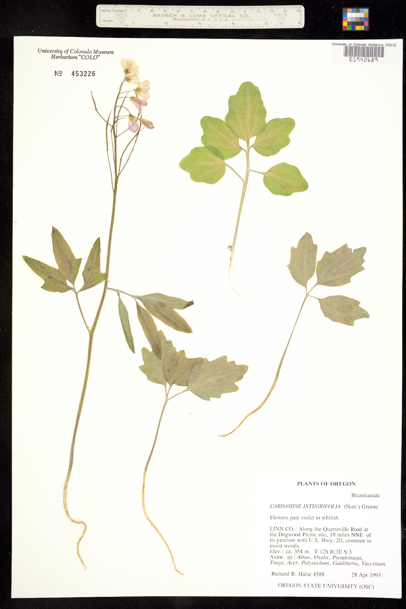 Cardamine californica image