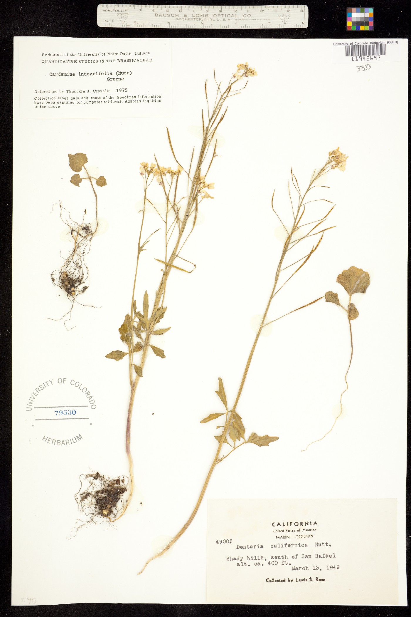 Cardamine californica image