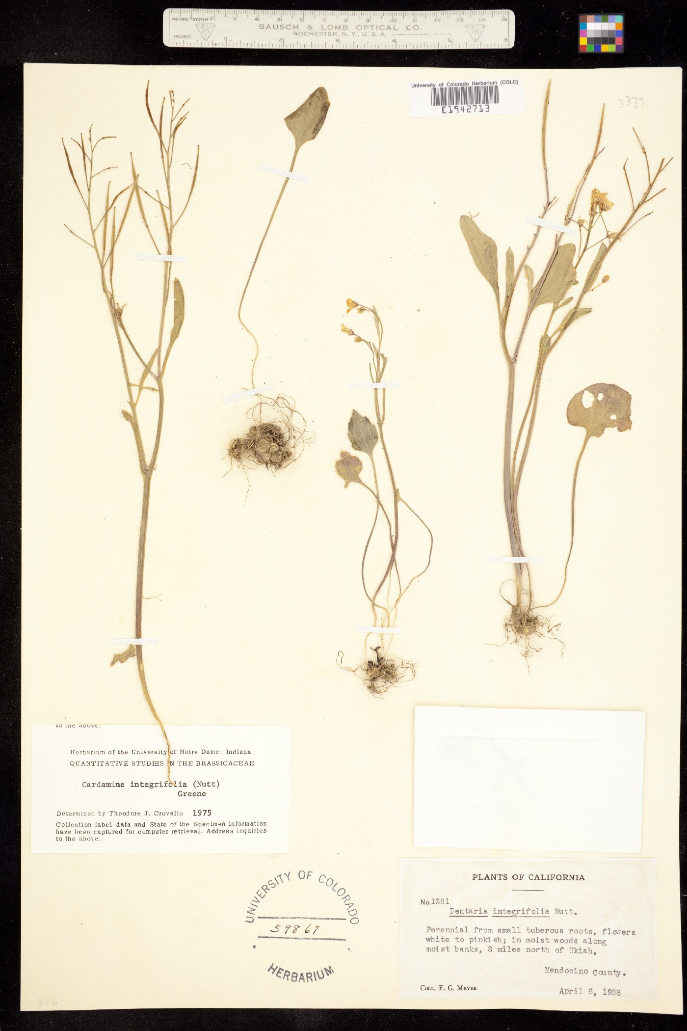 Cardamine californica image