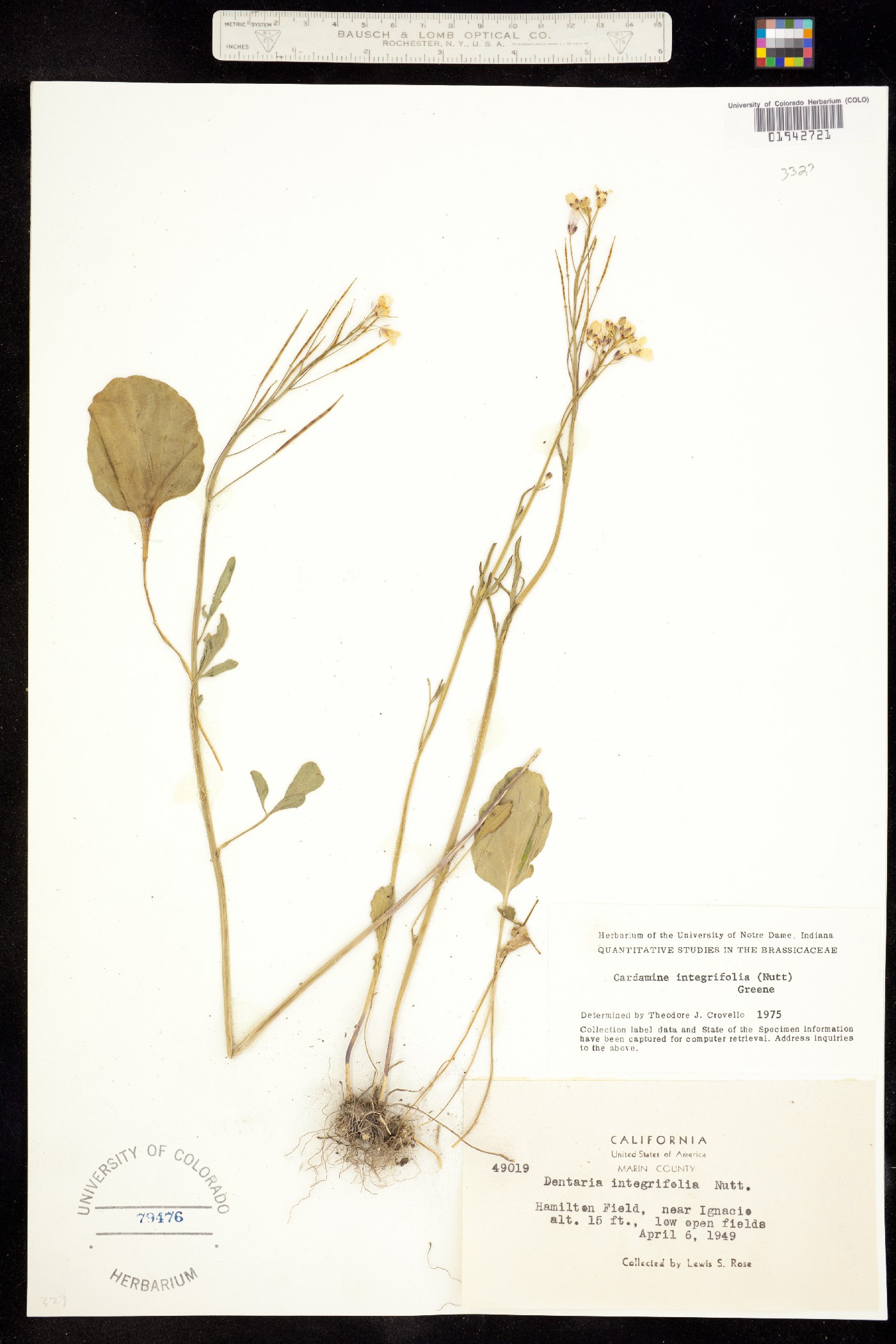 Cardamine californica image
