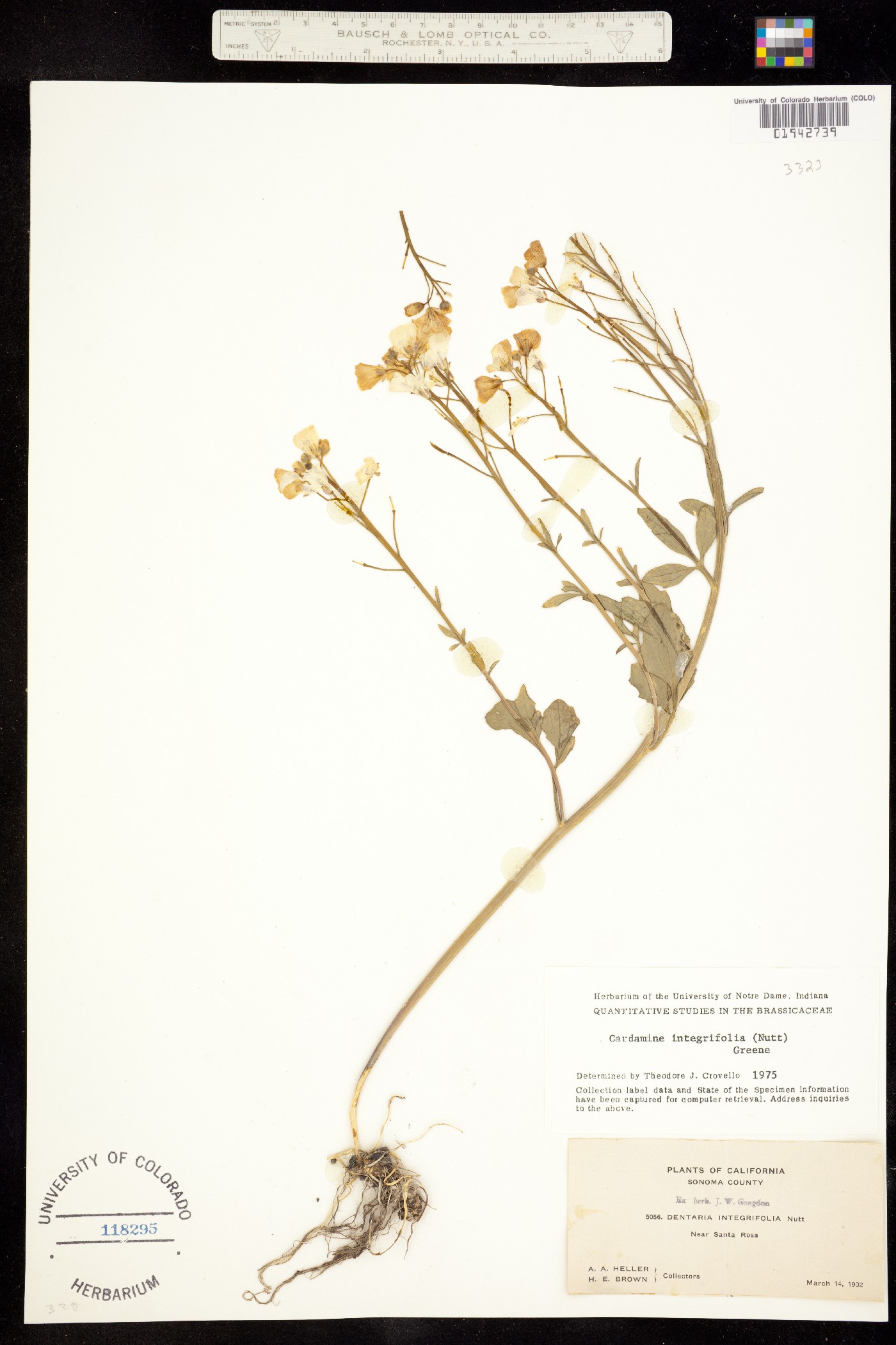 Cardamine californica image