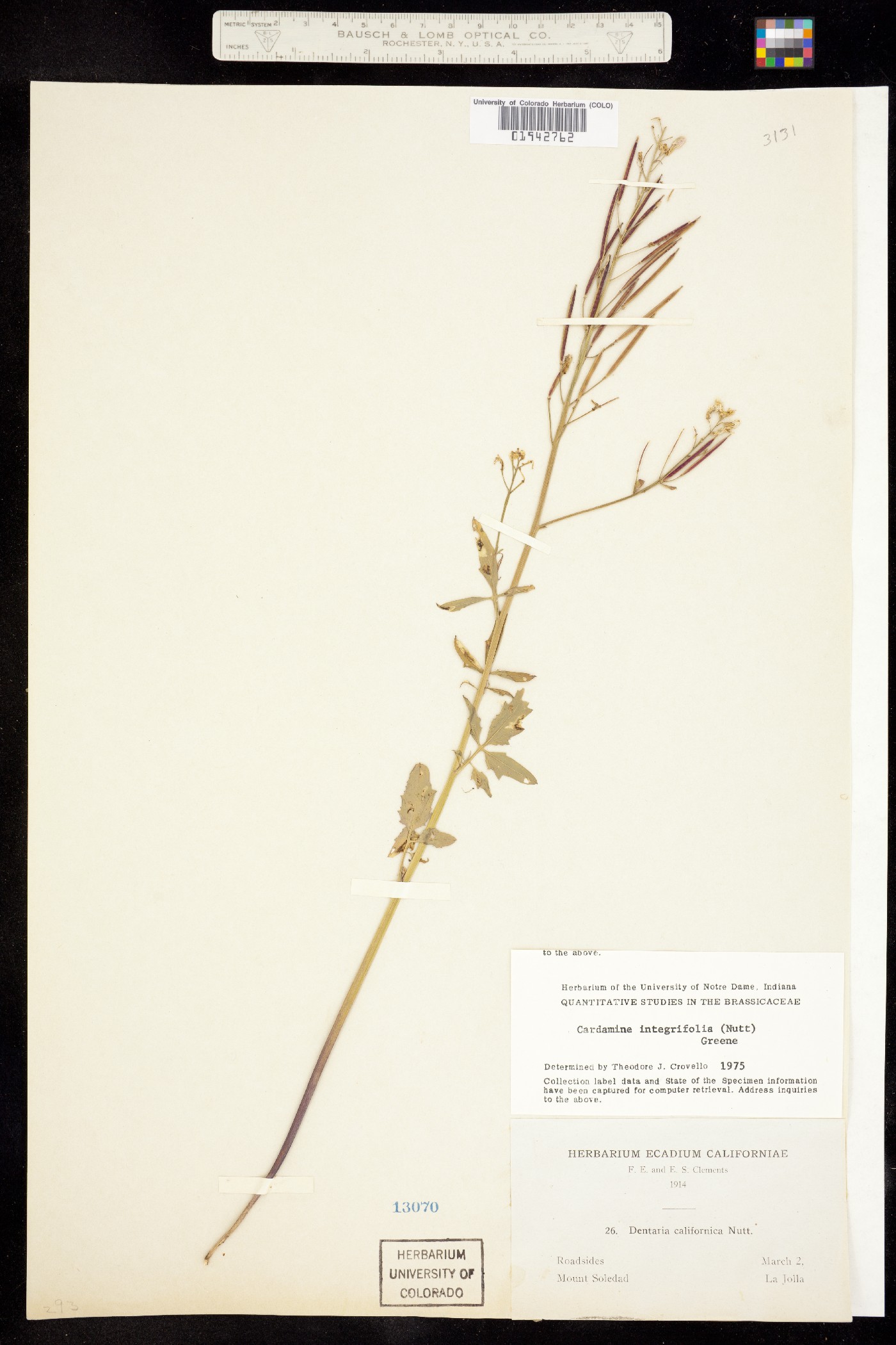 Cardamine californica image