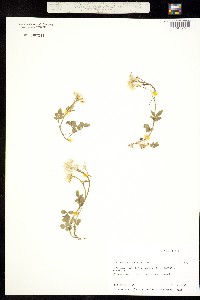 Cardamine microphylla image