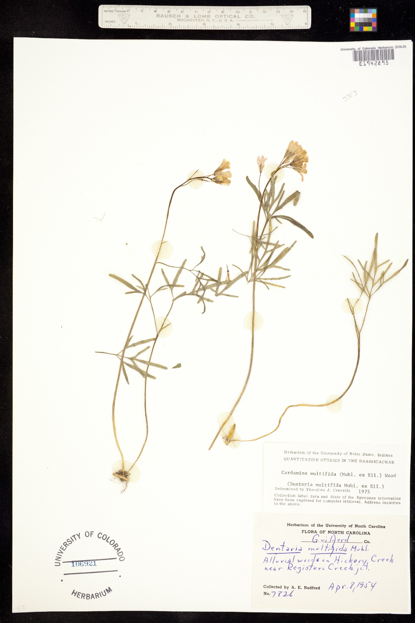 Cardamine dissecta image