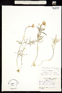 Image of Cardamine dissecta