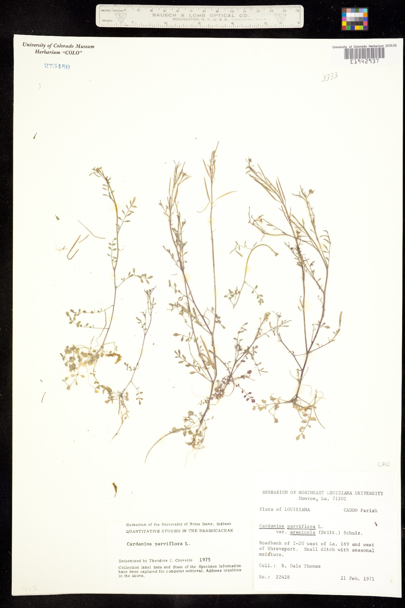 Cardamine parviflora image