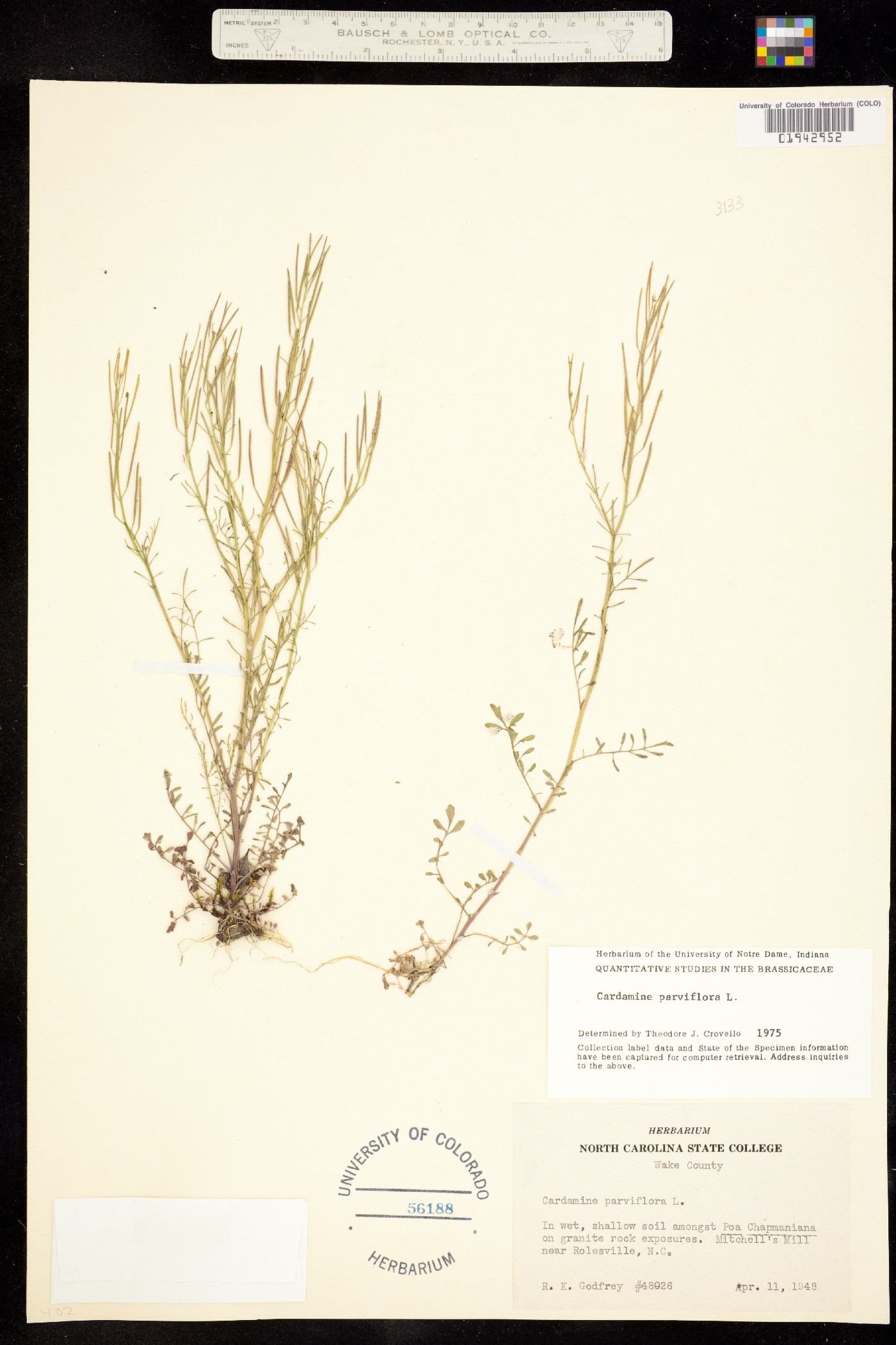 Cardamine parviflora image