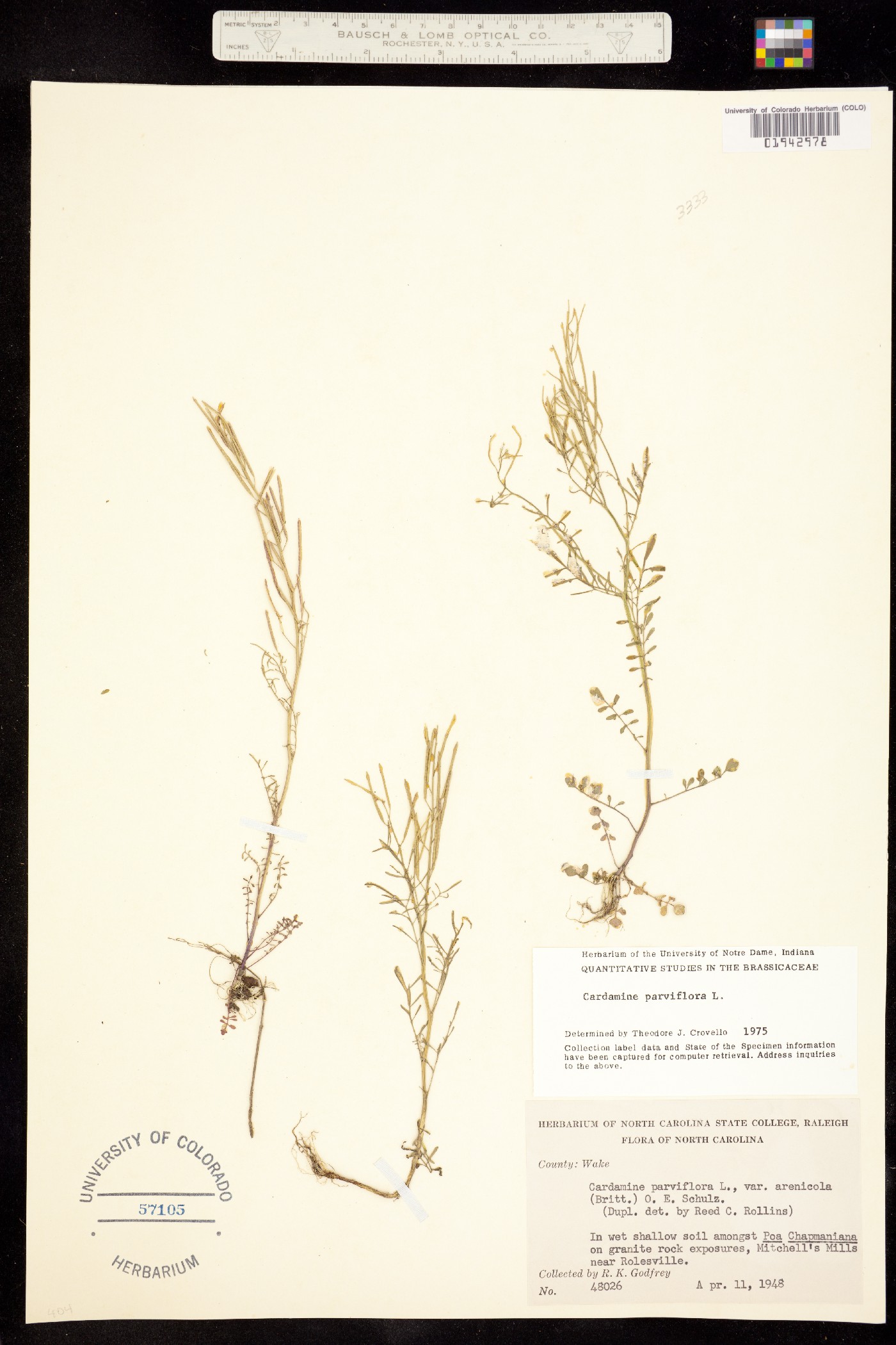 Cardamine parviflora image